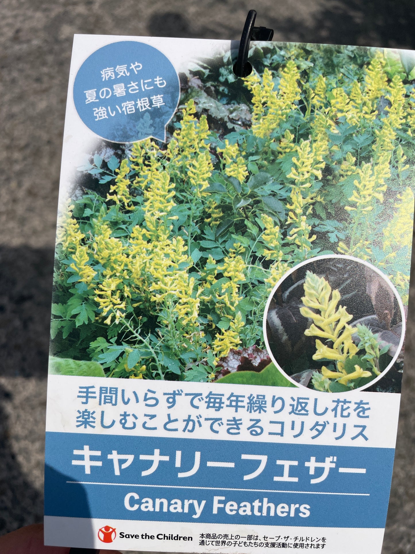 No.17010　コリダリス　キャナリーフェザー　5号鉢