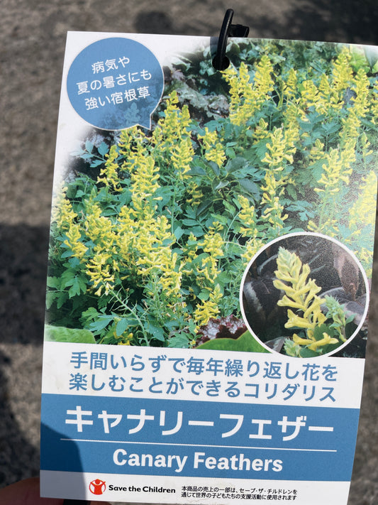 No.17010　コリダリス　キャナリーフェザー　5号鉢