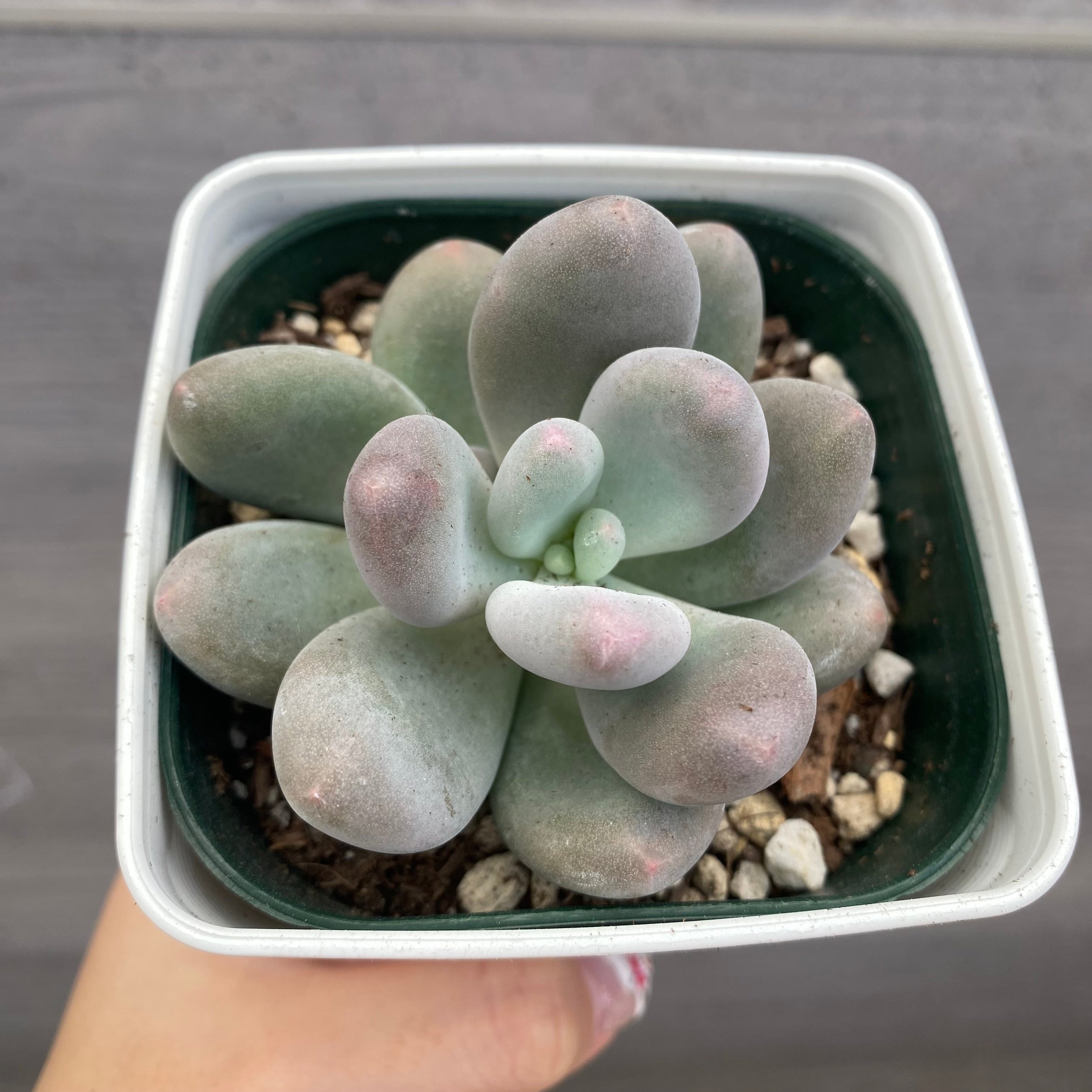 ご確認用多肉^^ No.08002 多肉植物 5点セット – 植物家族