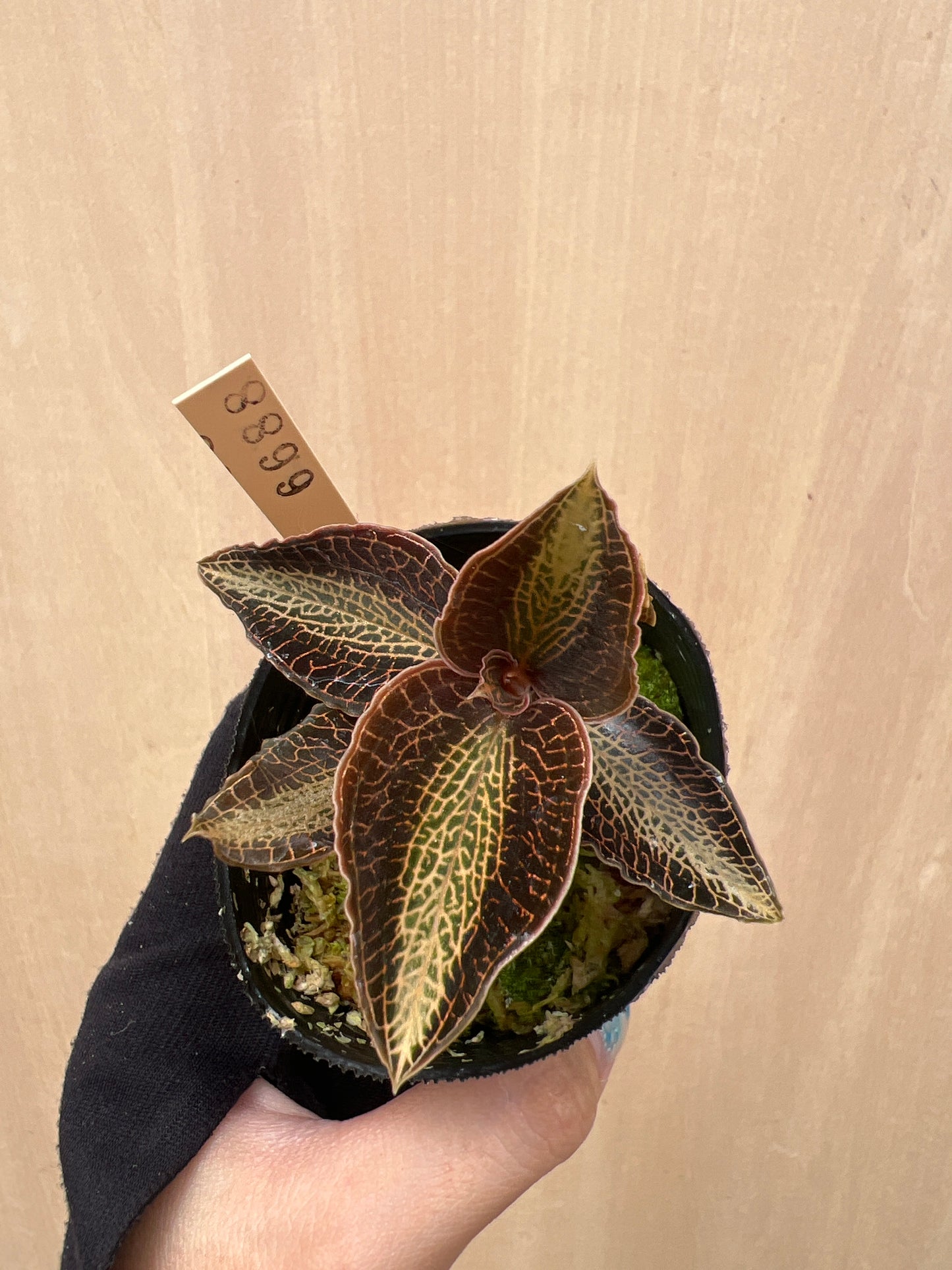 No.04044　ジュエルオーキッド　Anoectochilus lobbianus green　2号苗ポット