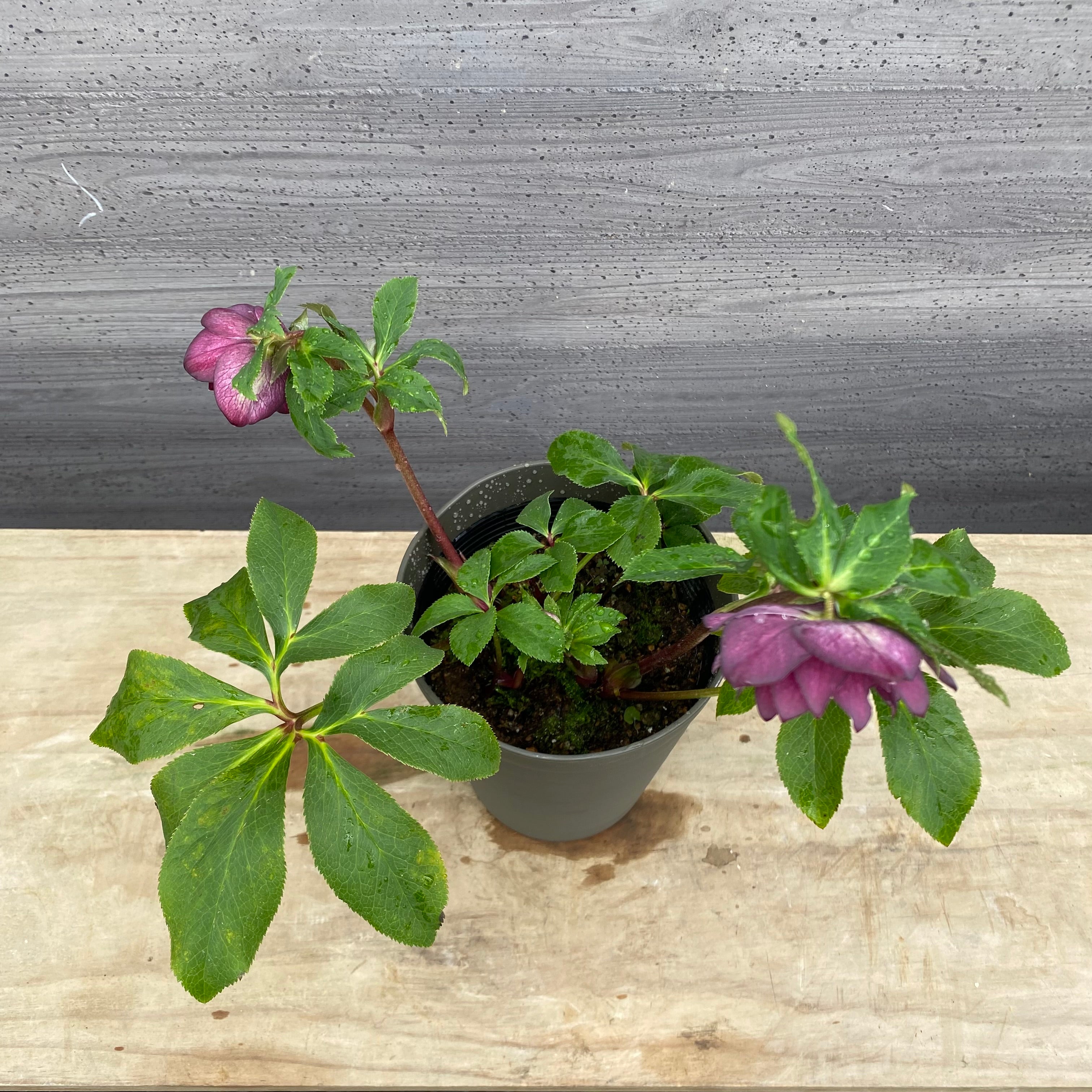 即売会 No.27064 クリスマスローズ ダブル咲き 5号鉢 – 植物家族