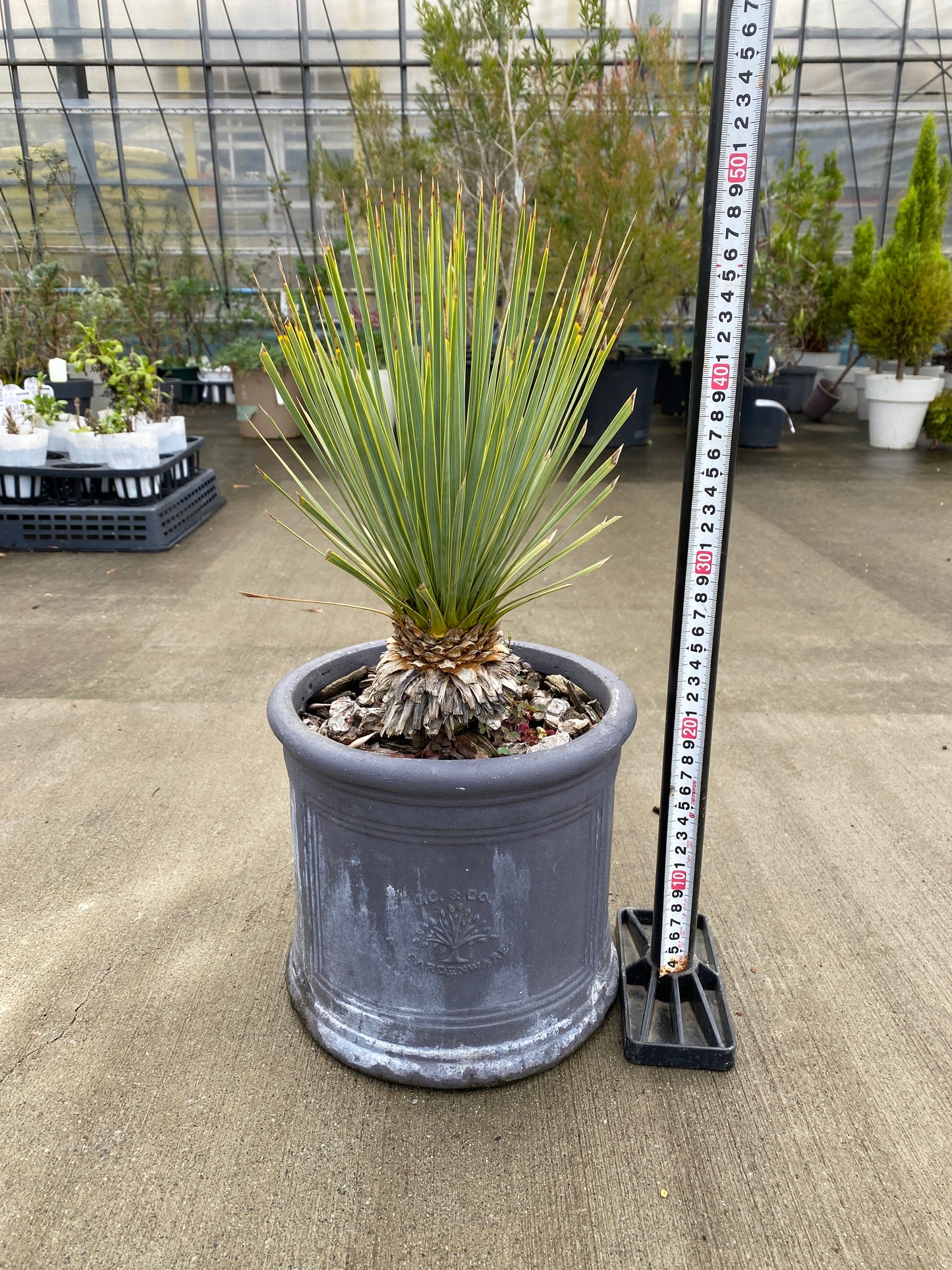 農場創業祭 No.26064　ユッカ　ロストラータ　陶器鉢