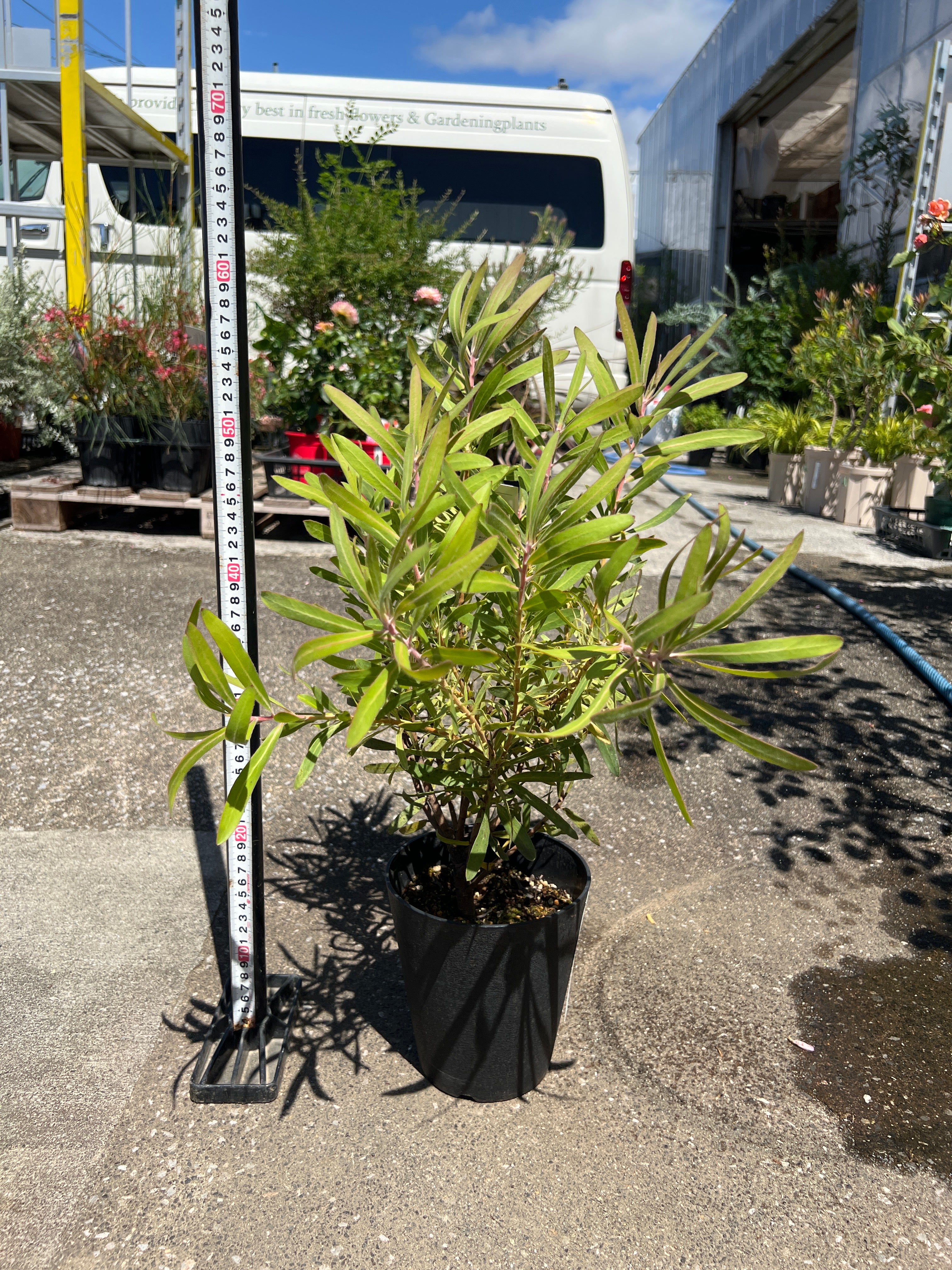Pickup 全ての商品 – 植物家族