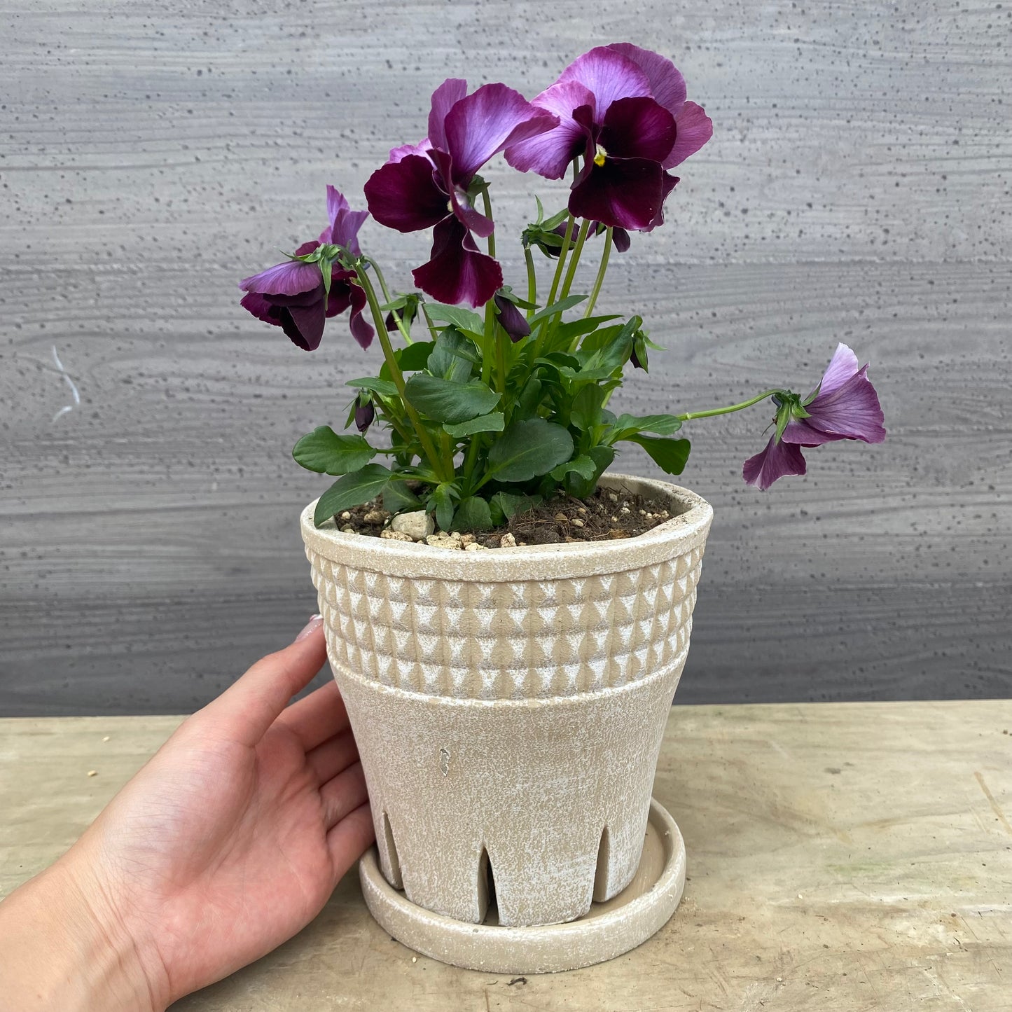 No.07024　ビオラ　スリットポット