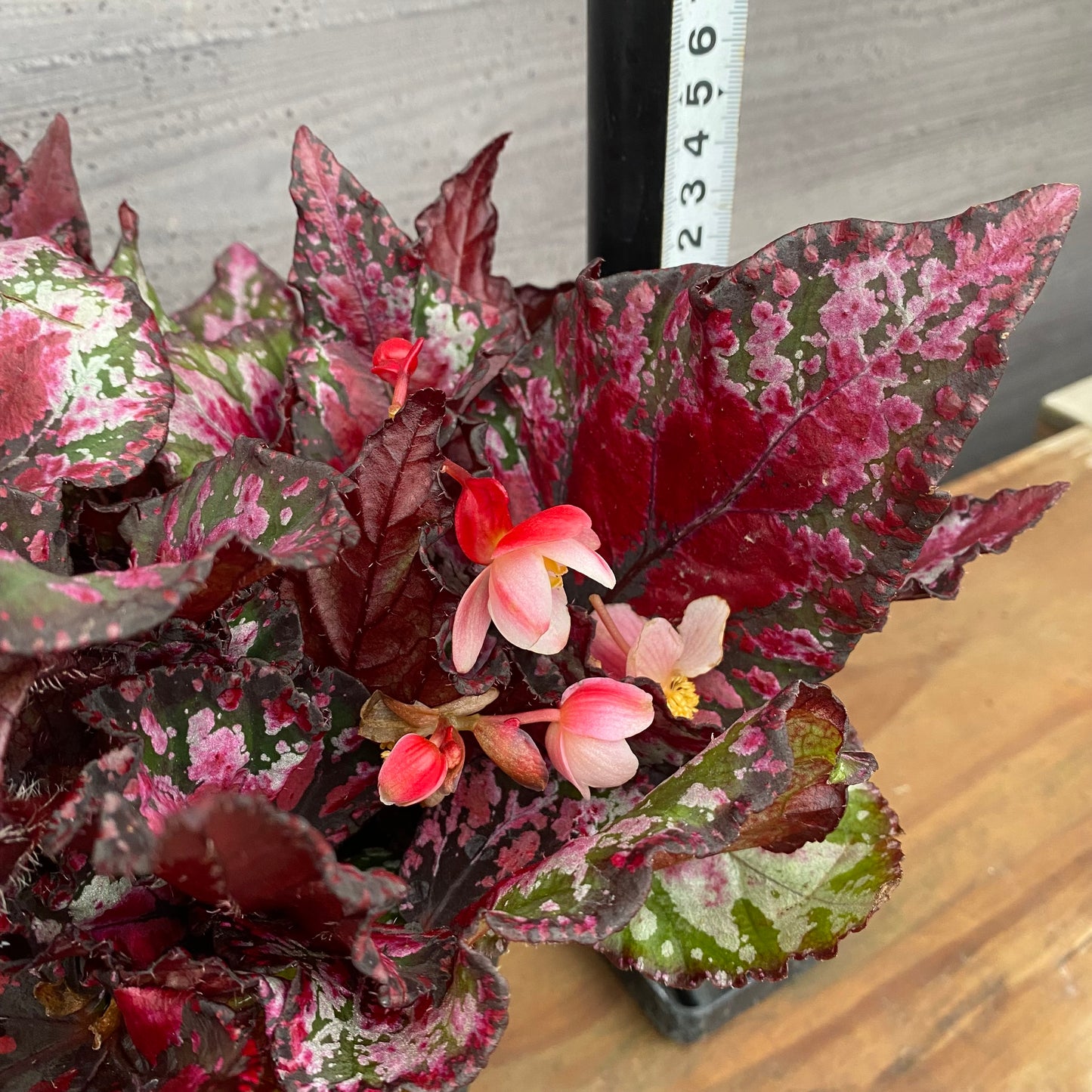 市場仕入れ即売会　No.25012　レックスベゴニア　エンバー　4号鉢