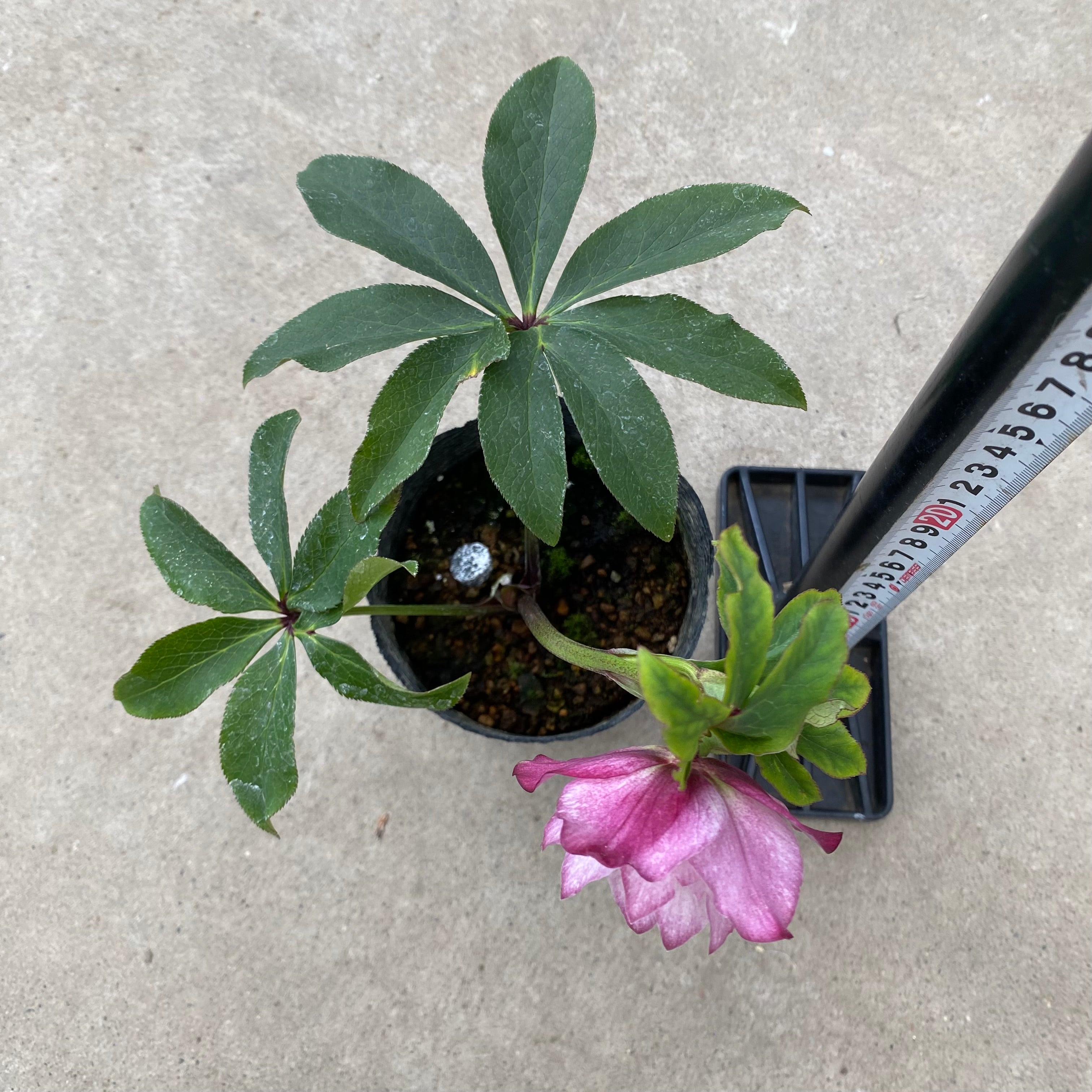 チャッピ様ご購入苗㉖-241㉖-242クリスマスローズ クリスマスローズの