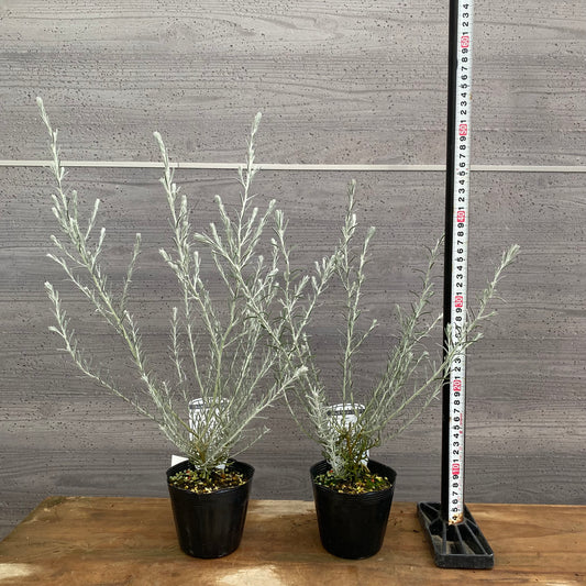 市場仕入れ即売会　No.25087　エレモフィア　ニベア　2ポットセット