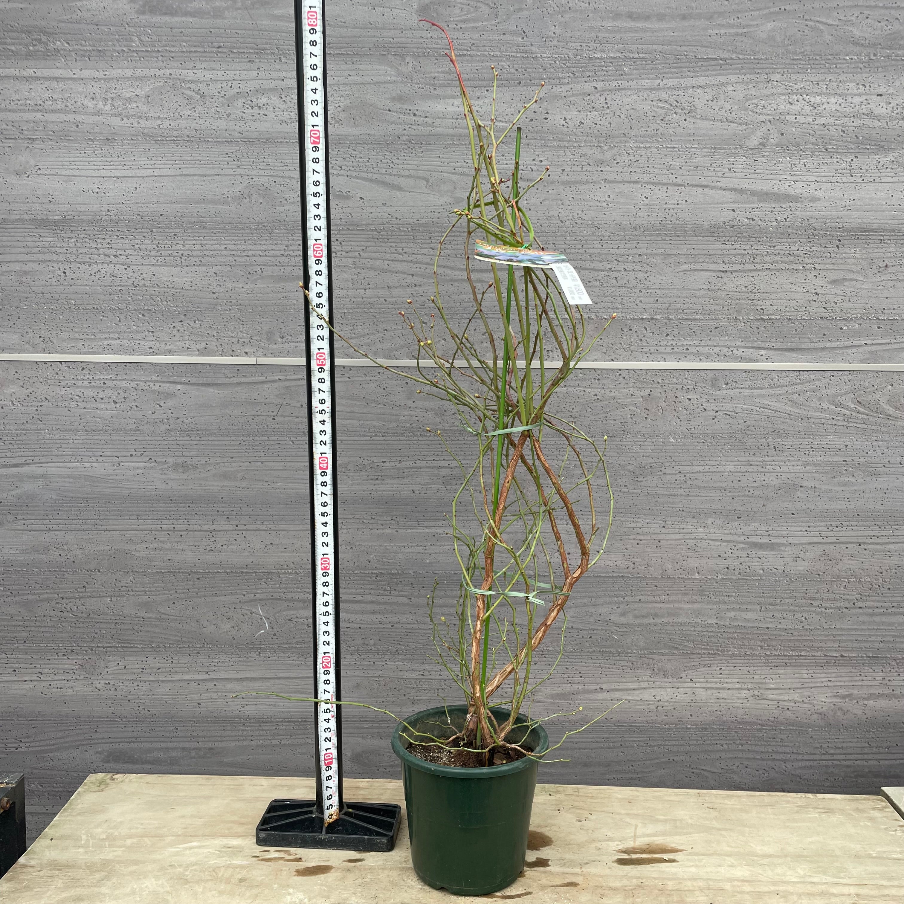 Pickup 全ての商品 – 植物家族