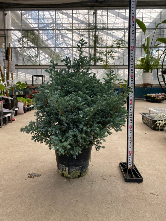 No.28043　サワラ　ボールバード　5.5号鉢