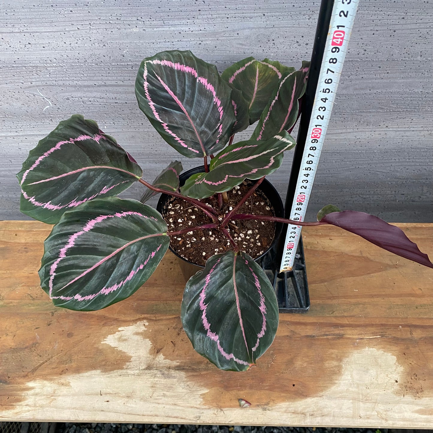 市場仕入れ即売会　No.25041　カラテア　ドッティー　5号鉢