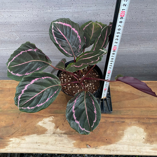 市場仕入れ即売会　No.25041　カラテア　ドッティー　5号鉢