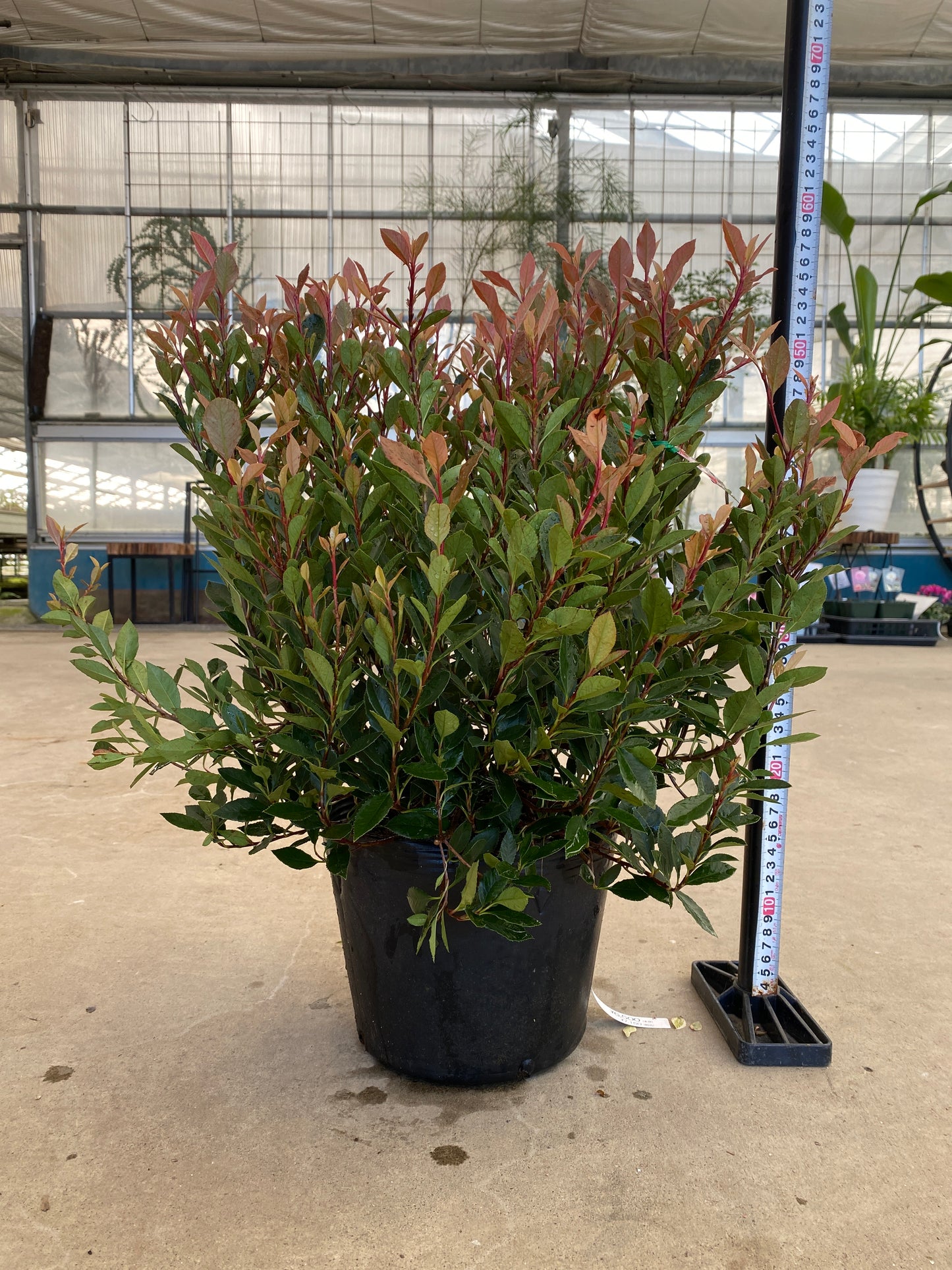 岡本緑花特集　ベニカナメモチ　チコ　7号苗ポット