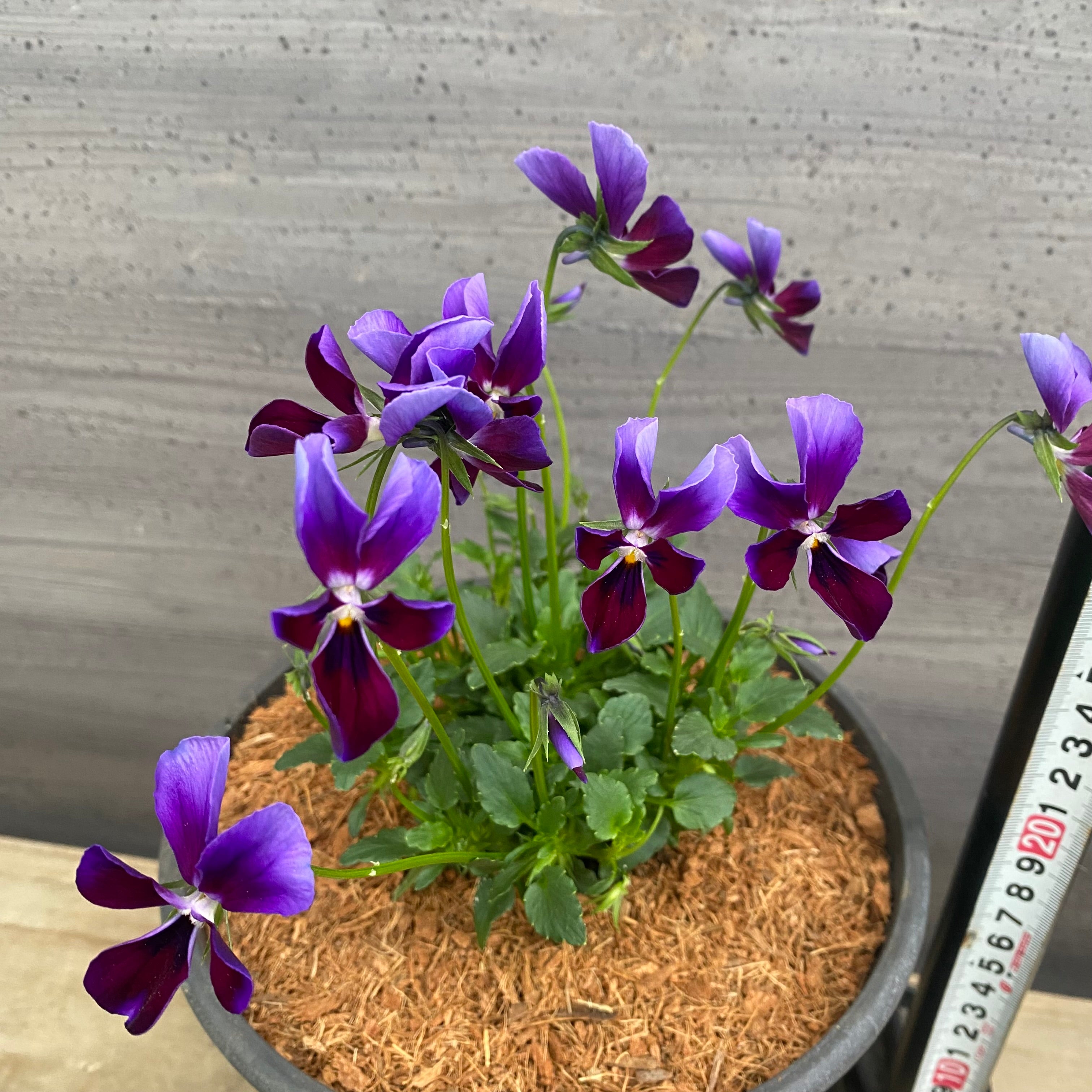 Pickup 全ての商品 – 植物家族