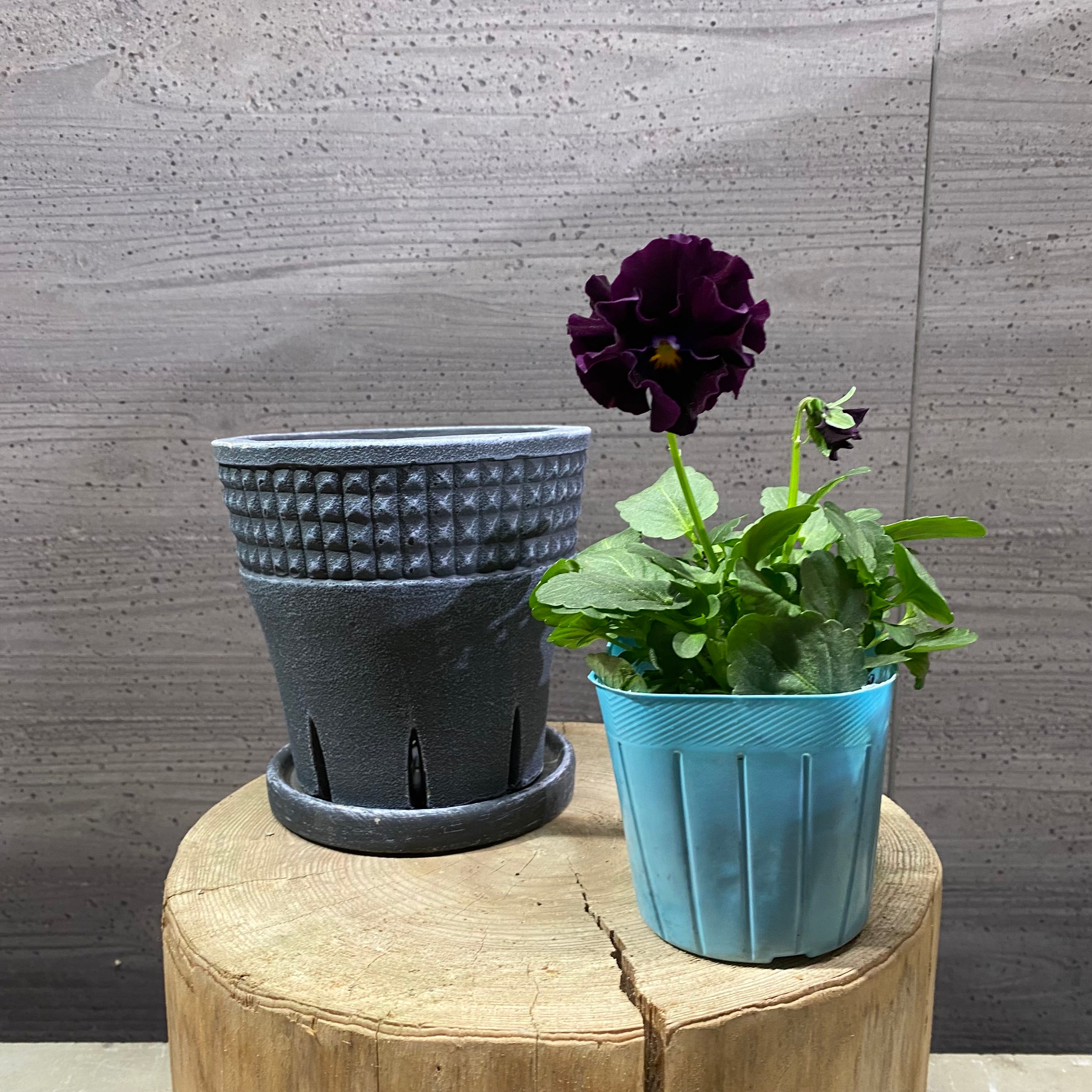 寄せ植えキットN スリットポット ブラック ビオラ – 植物家族