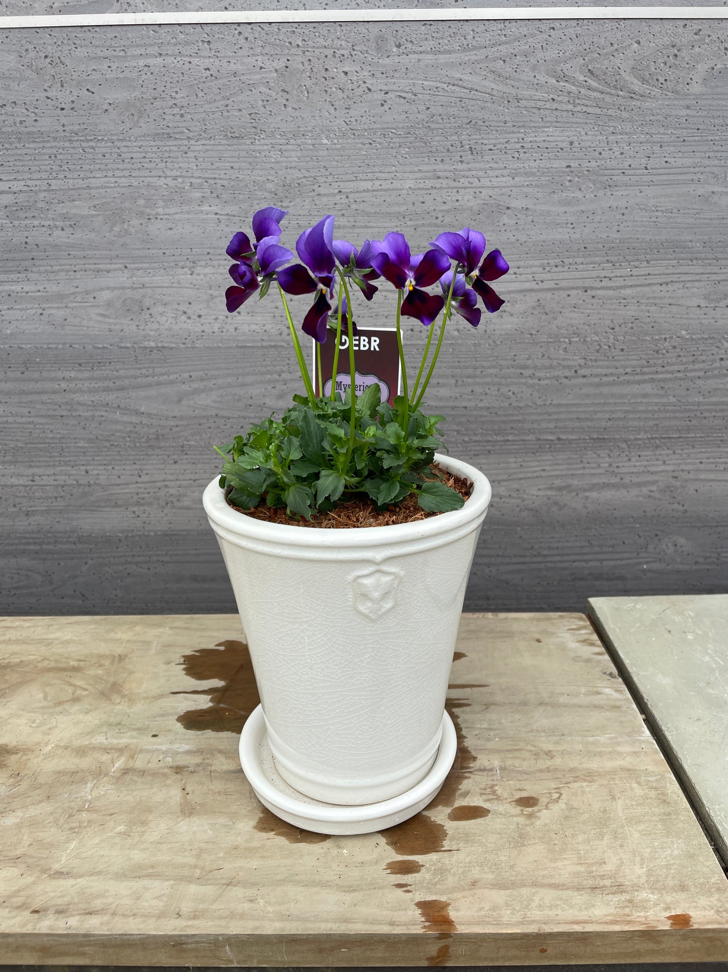 ビオラ　陶器鉢（花郷園さんオリジナル）