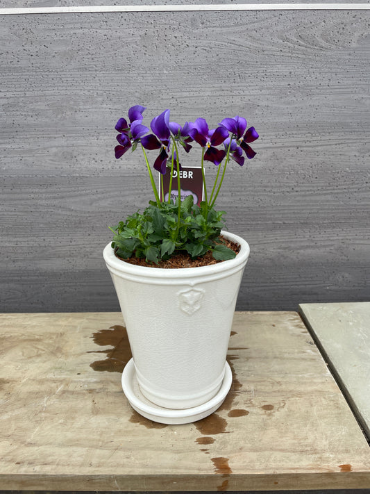 ビオラ　陶器鉢（花郷園さんオリジナル）