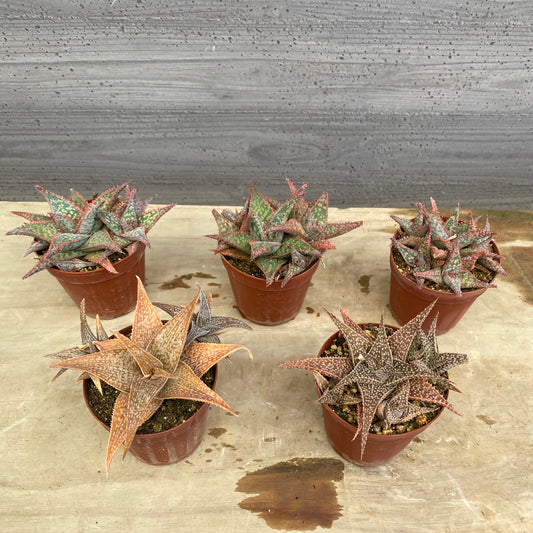 No.08012 アロエ 5個セット 2.5号鉢