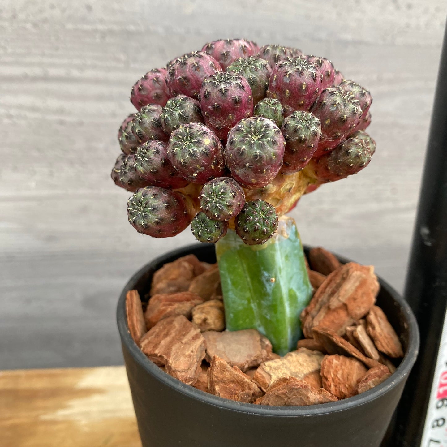 市場仕入れ即売会　No.25065　サボテン接ぎ木K　3号鉢