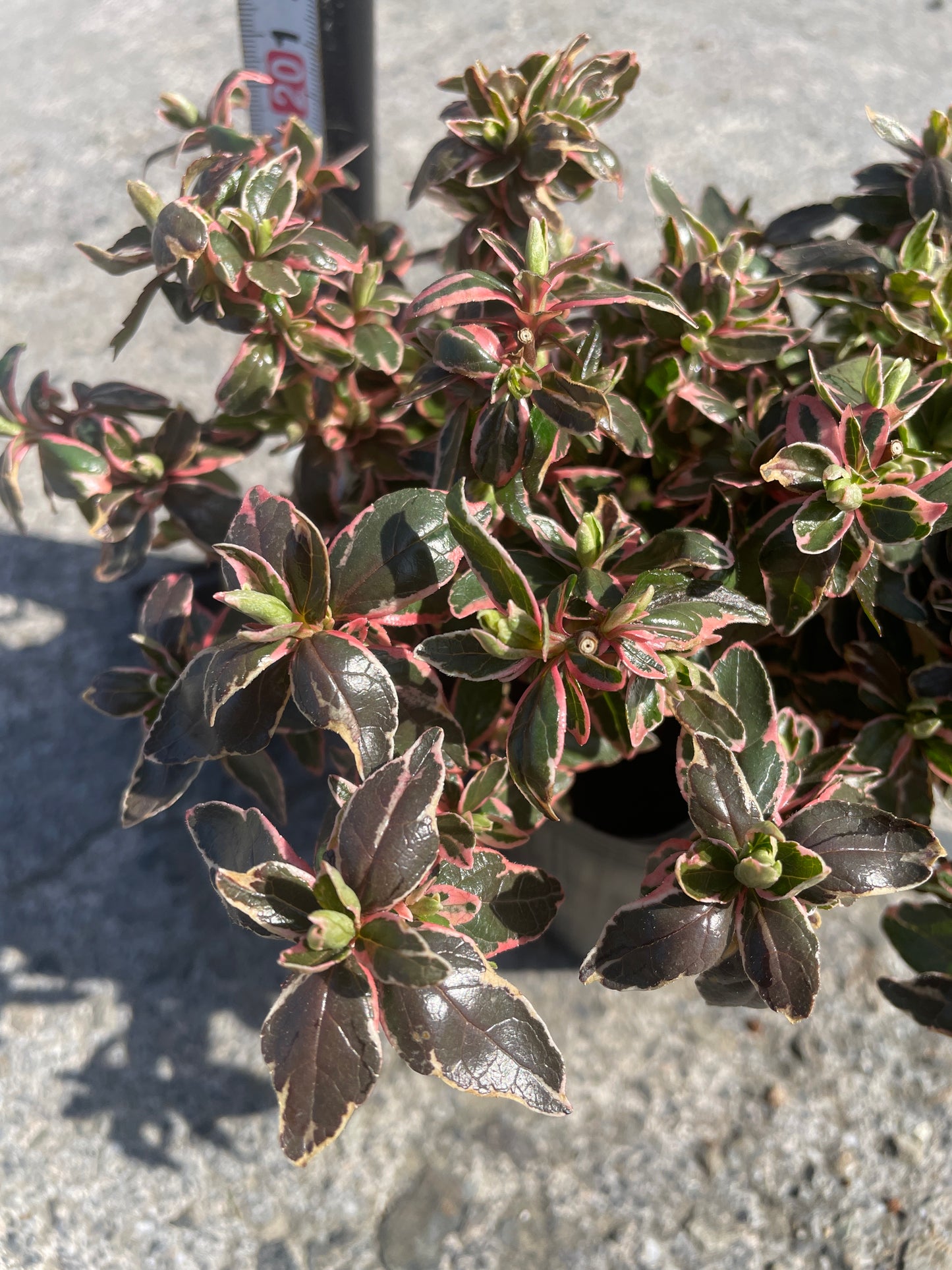 No.06004　岡本緑花　アベリア　マジックチョコレート　5号苗ポット