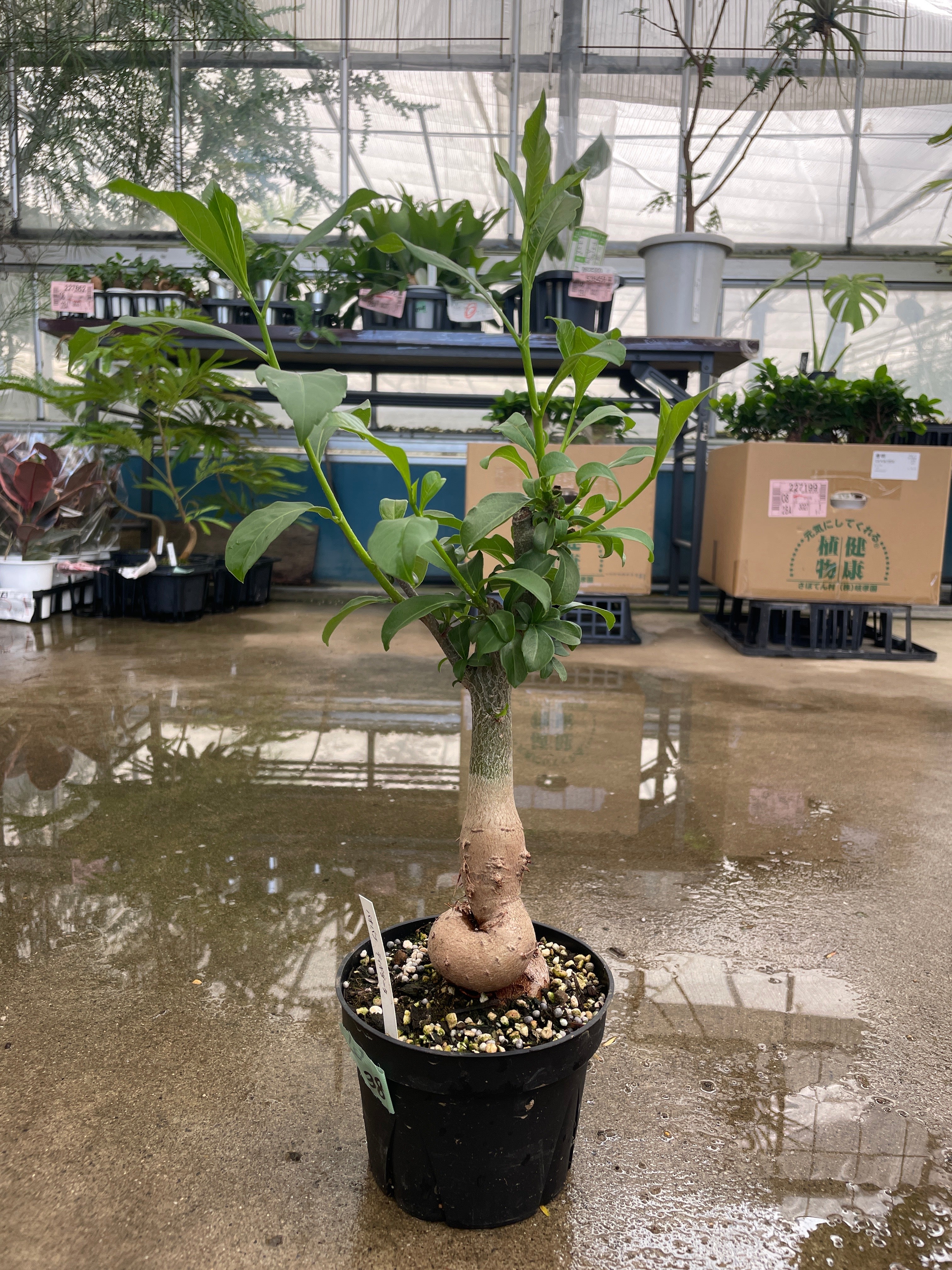No.30038 バオバブ ディギダータ 4.5号鉢 – 植物家族