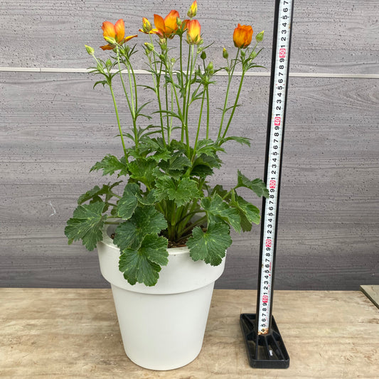 No.23005　ラナンキュラス　ランドセルシリーズ　モノケロス　7号おすすめ白ポット