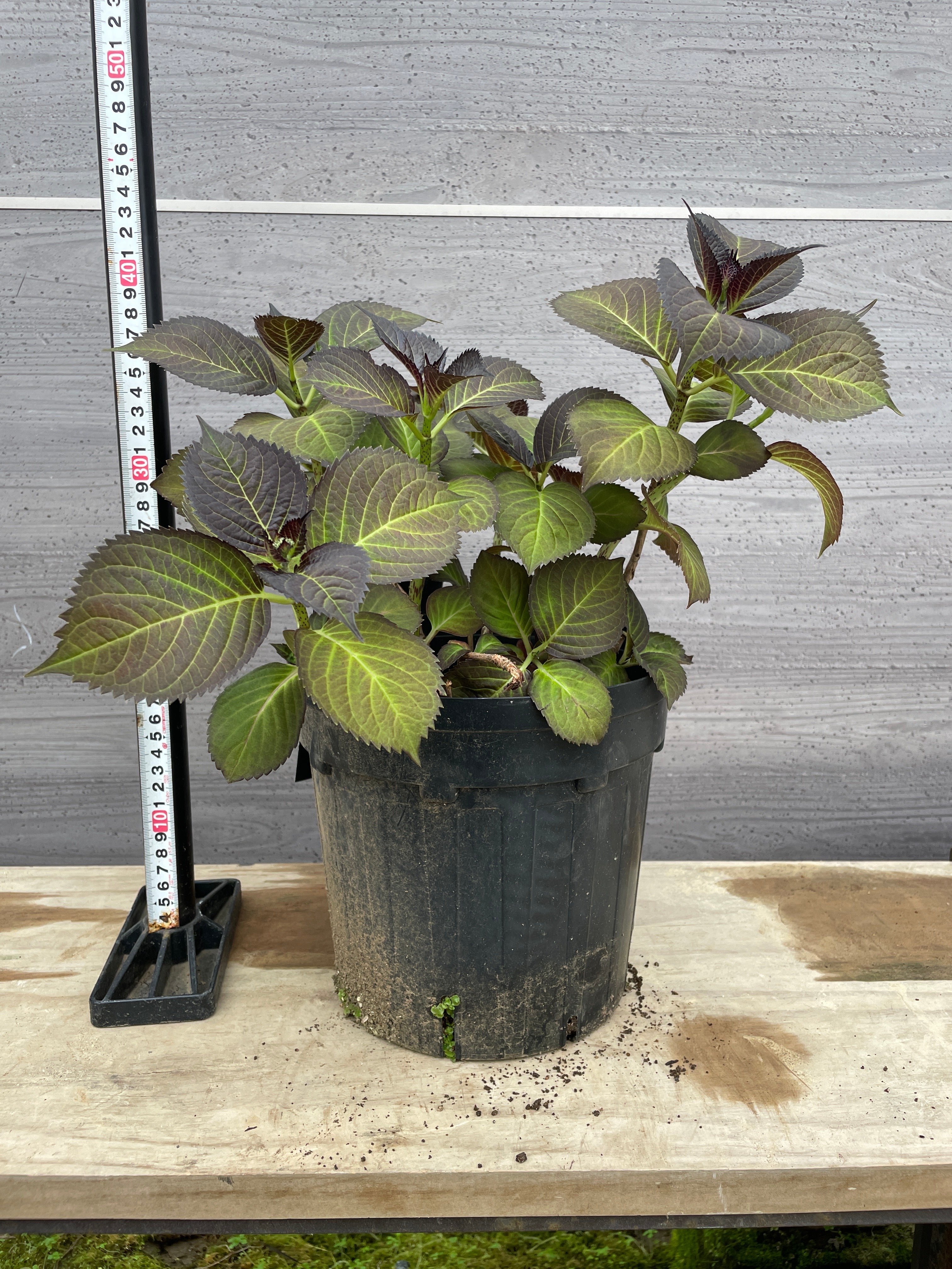 Pickup 全ての商品 – 植物家族