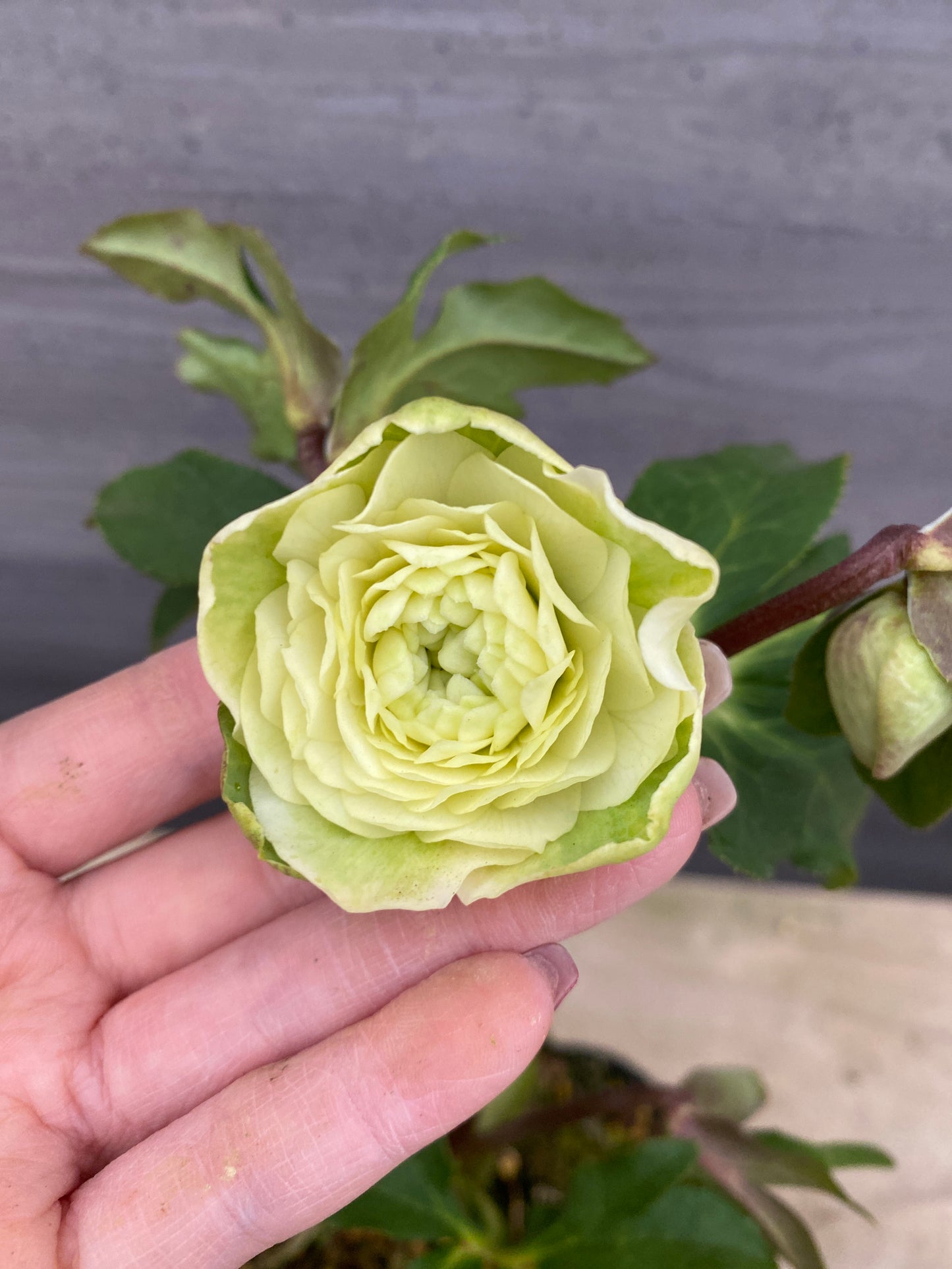 No.05131　横山園芸★クリスマスローズ　プリマドレス　5号苗ポット