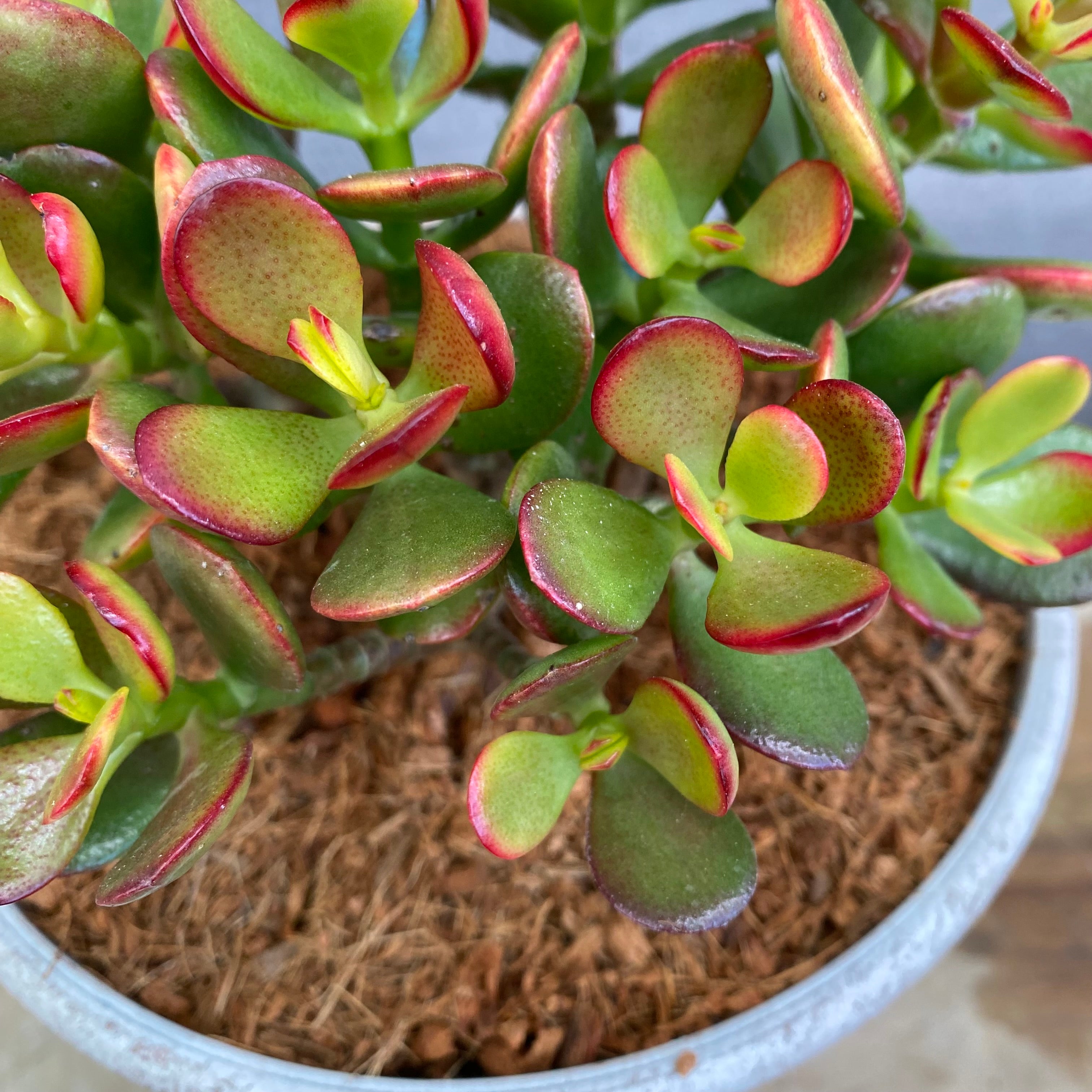 助けて観葉植物セット インテリアグリーンと合わせて使えるグッズ - DOUBLEDAY ダブルデイ