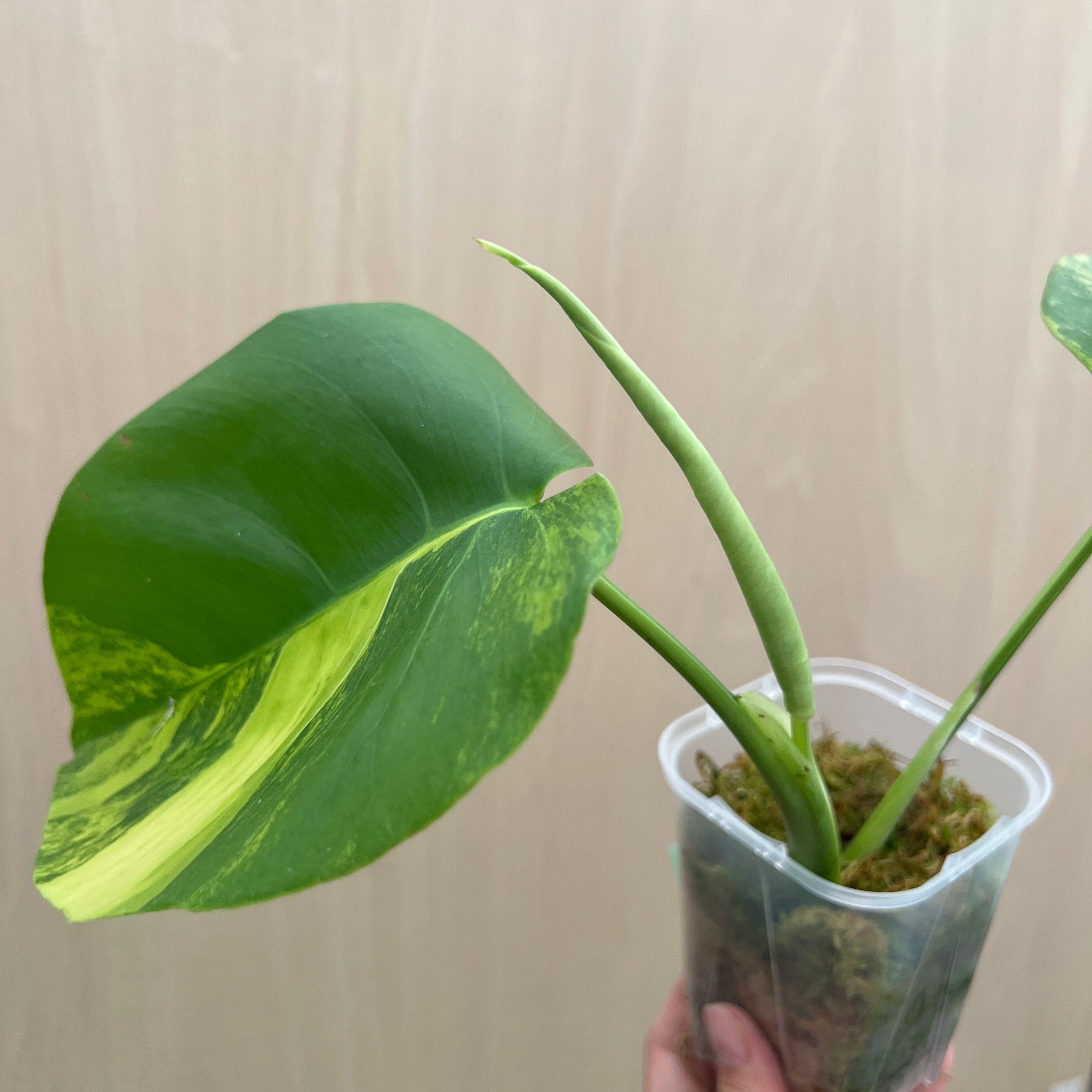 モンステラ モンステラ（オーレア）　苗 デリシオーサ var.AUREA deliciosa オーレア(Monstera モンステラ・ポトス