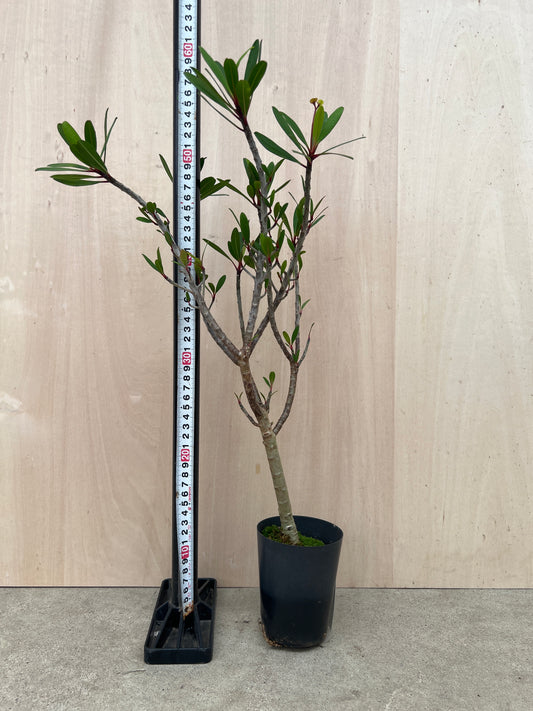 No.31019　トゲナシハナキリン　3号鉢