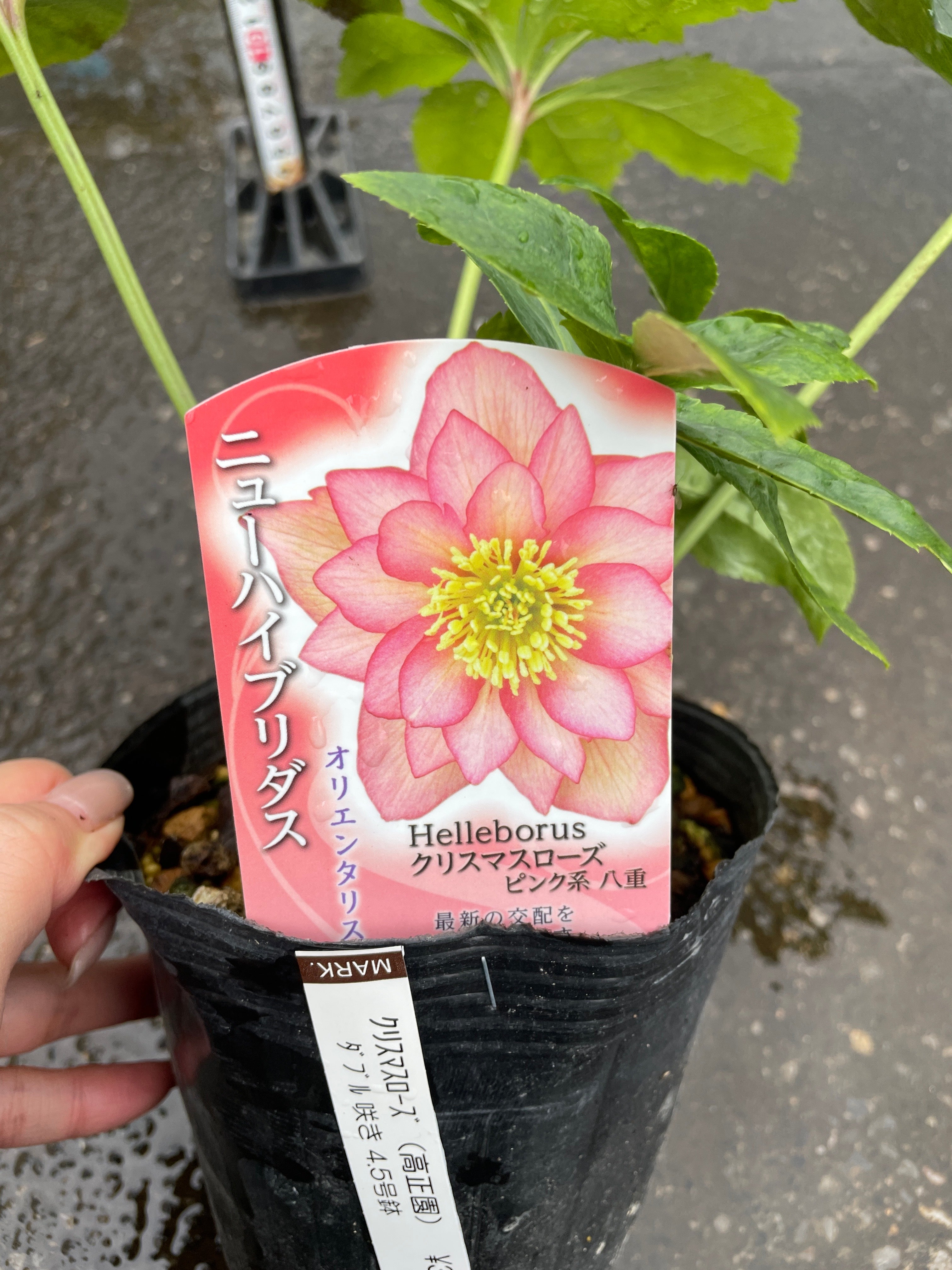 M45 クリスマスローズ ピンク系八重 4.5号苗ポット – 植物家族