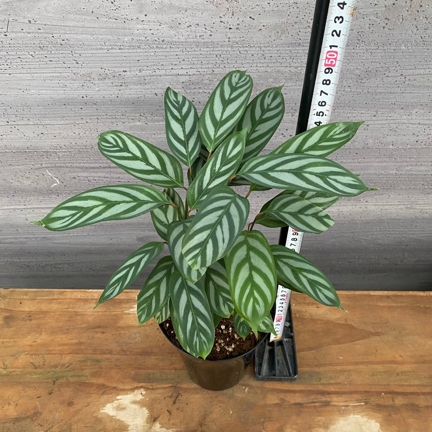 市場仕入れ即売会　No.25037　カラテア　セトサ　5号鉢