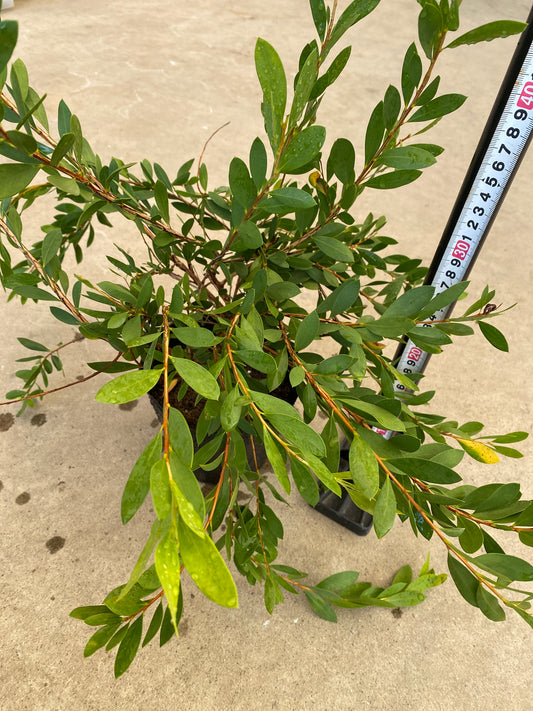 岡本緑花特集　カリステモン　ホワイトアンザック　5号苗ポット