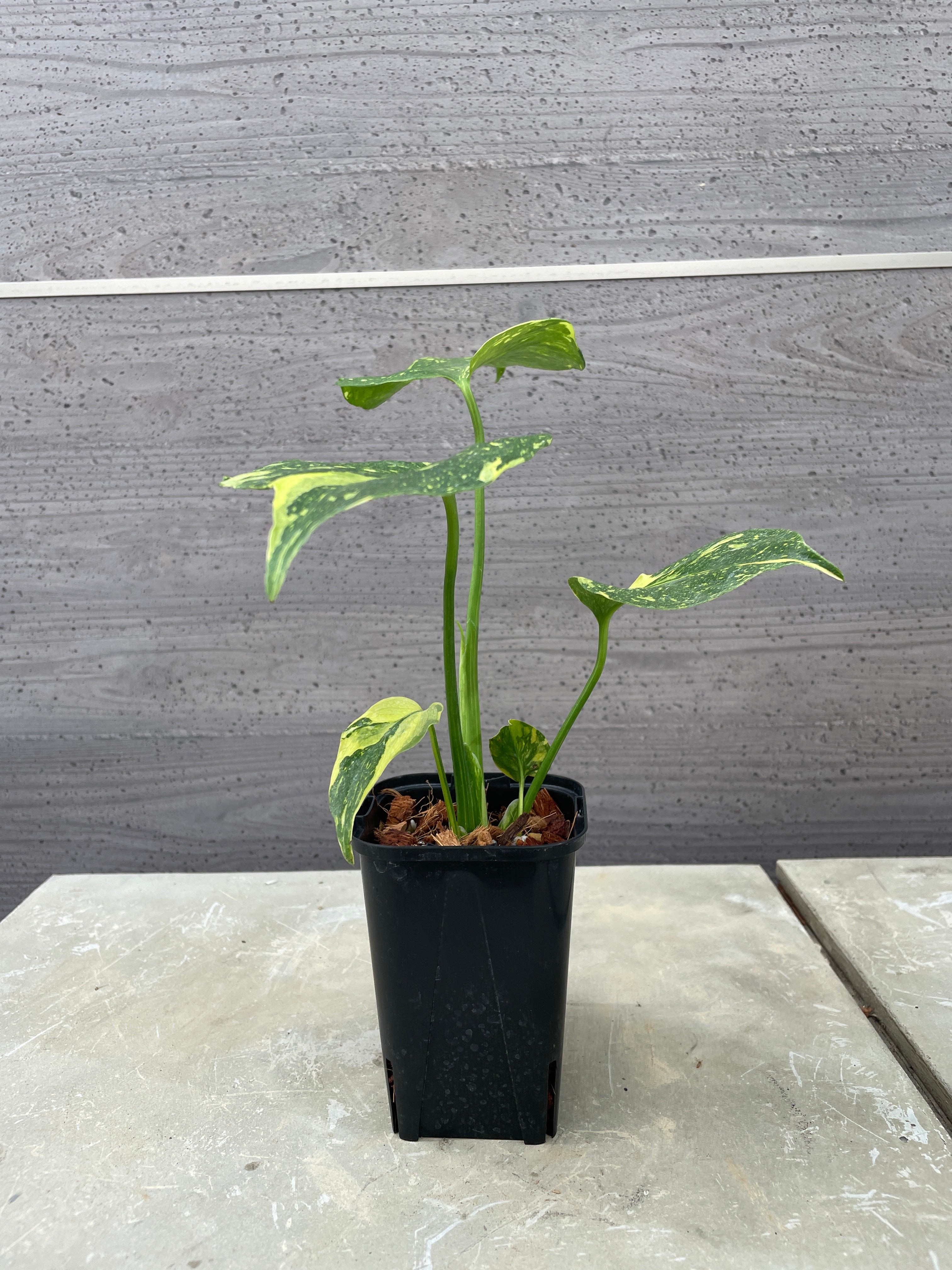 Pickup 全ての商品 – 植物家族
