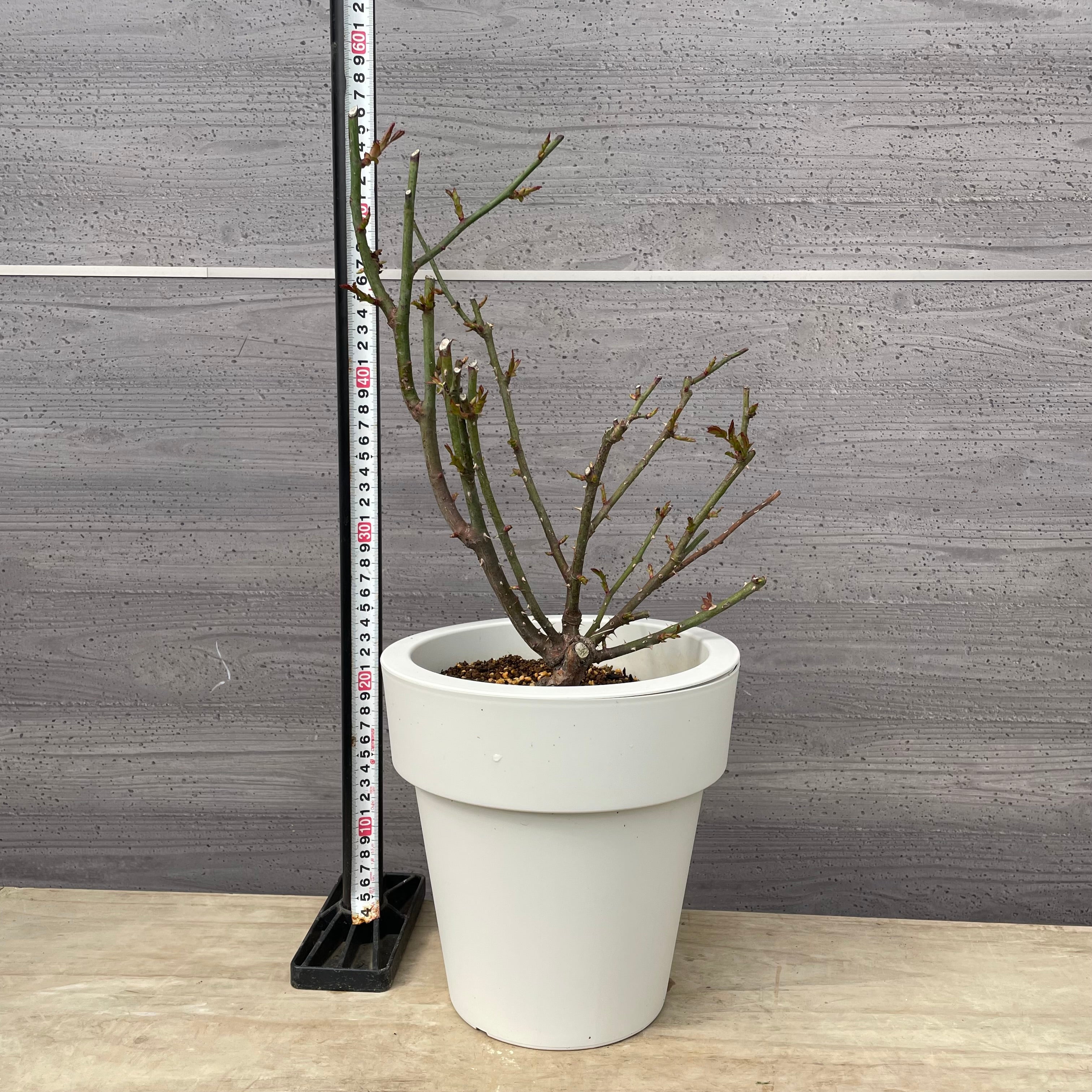 Pickup 全ての商品 – 植物家族