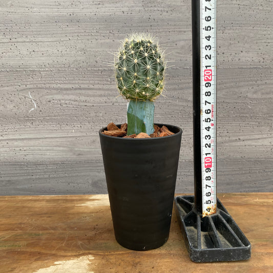 市場仕入れ即売会　No.25063　サボテン接ぎ木I　3号鉢