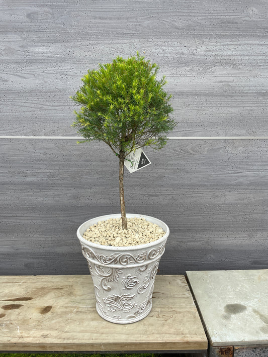 メラレウカ　メディカルティーツリー（プラスチック鉢）