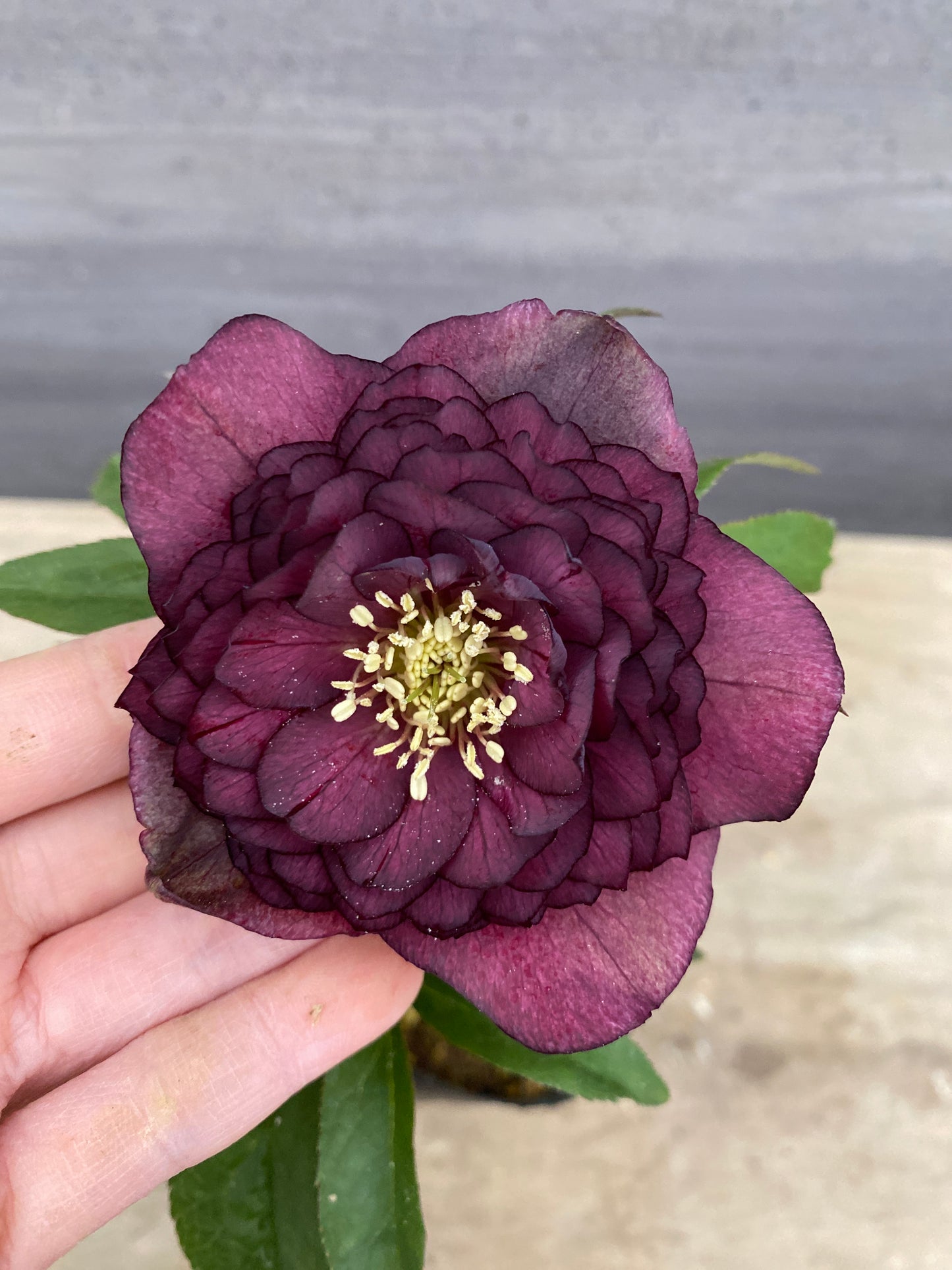 No.05139　横山園芸★クリスマスローズ　プリマドレス　5号苗ポット