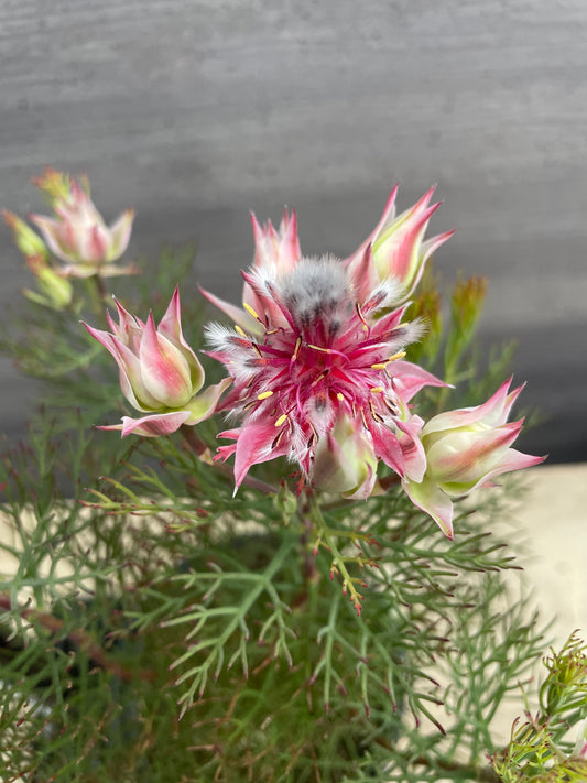 No.10010　ジョーイセルリア　カルメン　5号鉢