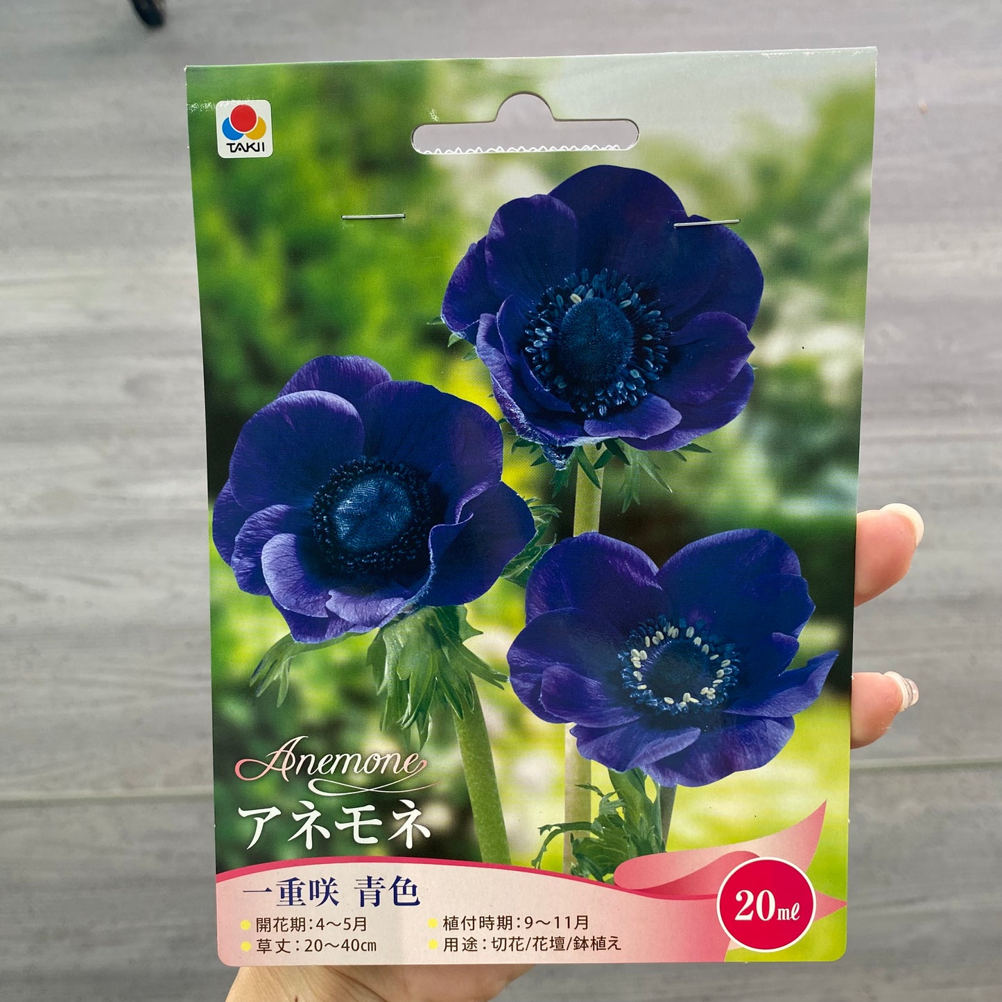 アネモネ　球根　一重咲き　青色