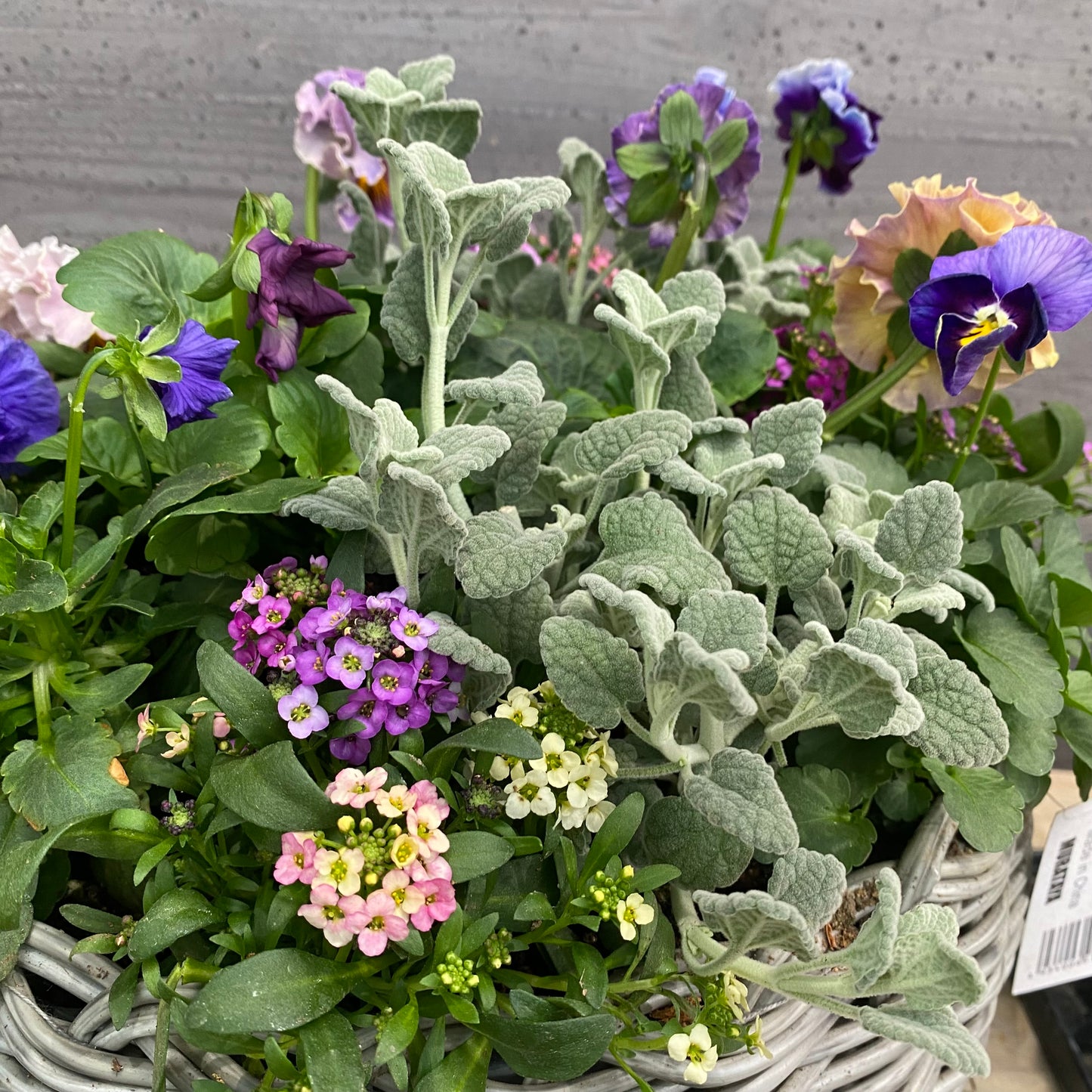 寄せ植えO　ゆりかごバスケットグレー