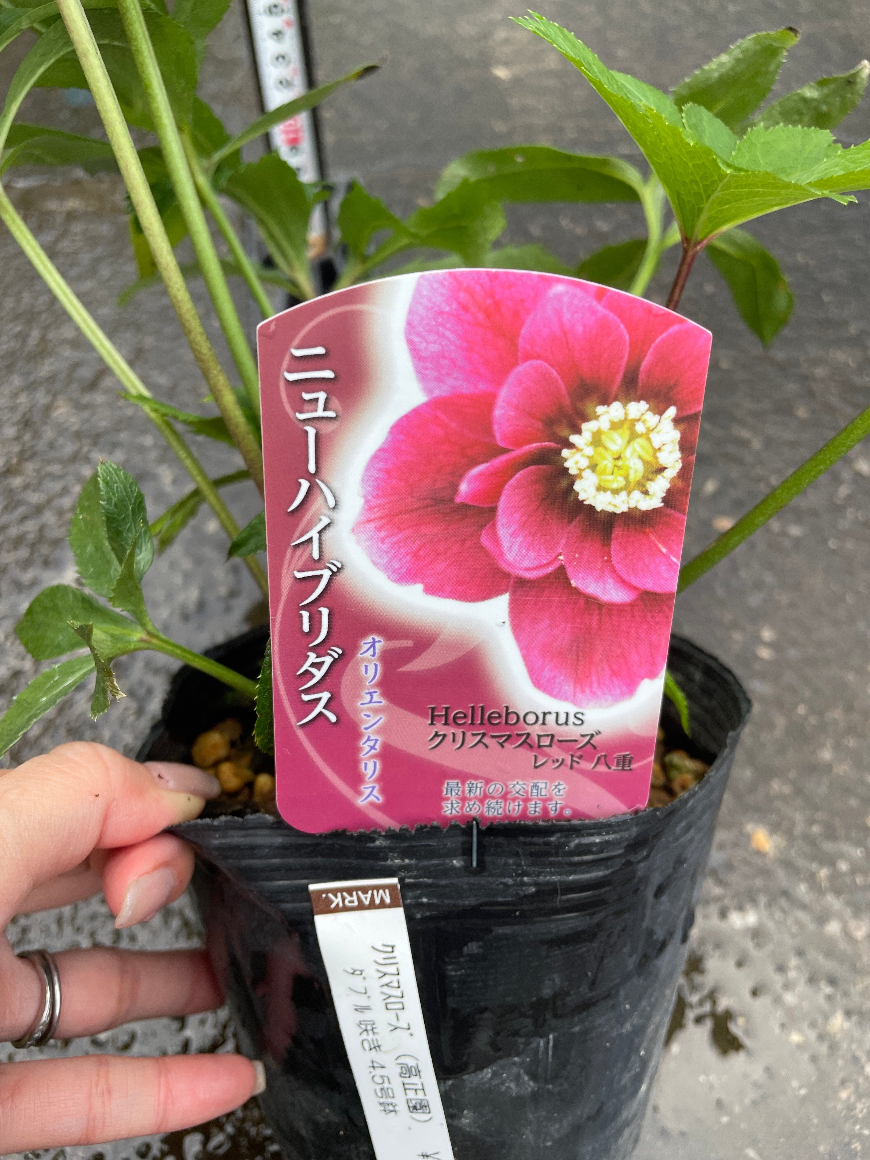 M38 クリスマスローズ レッド八重 4.5号苗ポット – 植物家族