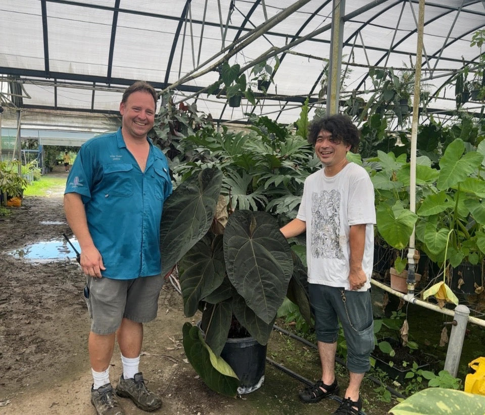 kirakira⭐︎　睡蓮鉢白　傘立て鯉　2個セット　お買い得 折りたたみ傘 kowaza 晴雨兼用 遮光 遮熱 プレーン ホワイト