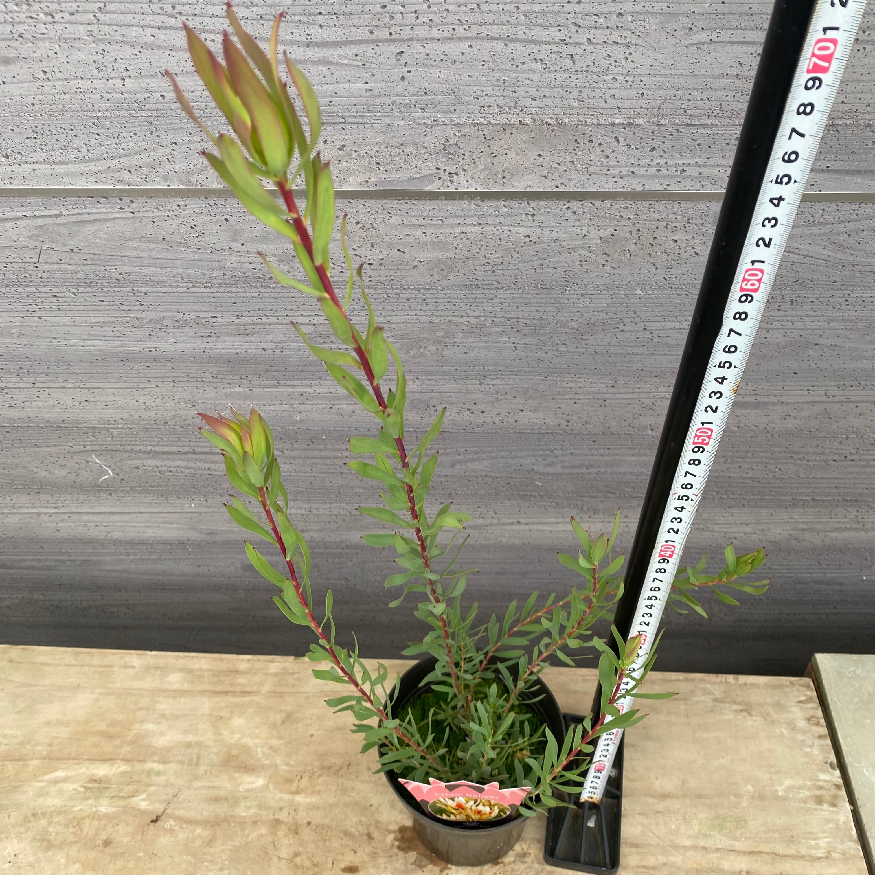 Pickup 全ての商品 – 植物家族