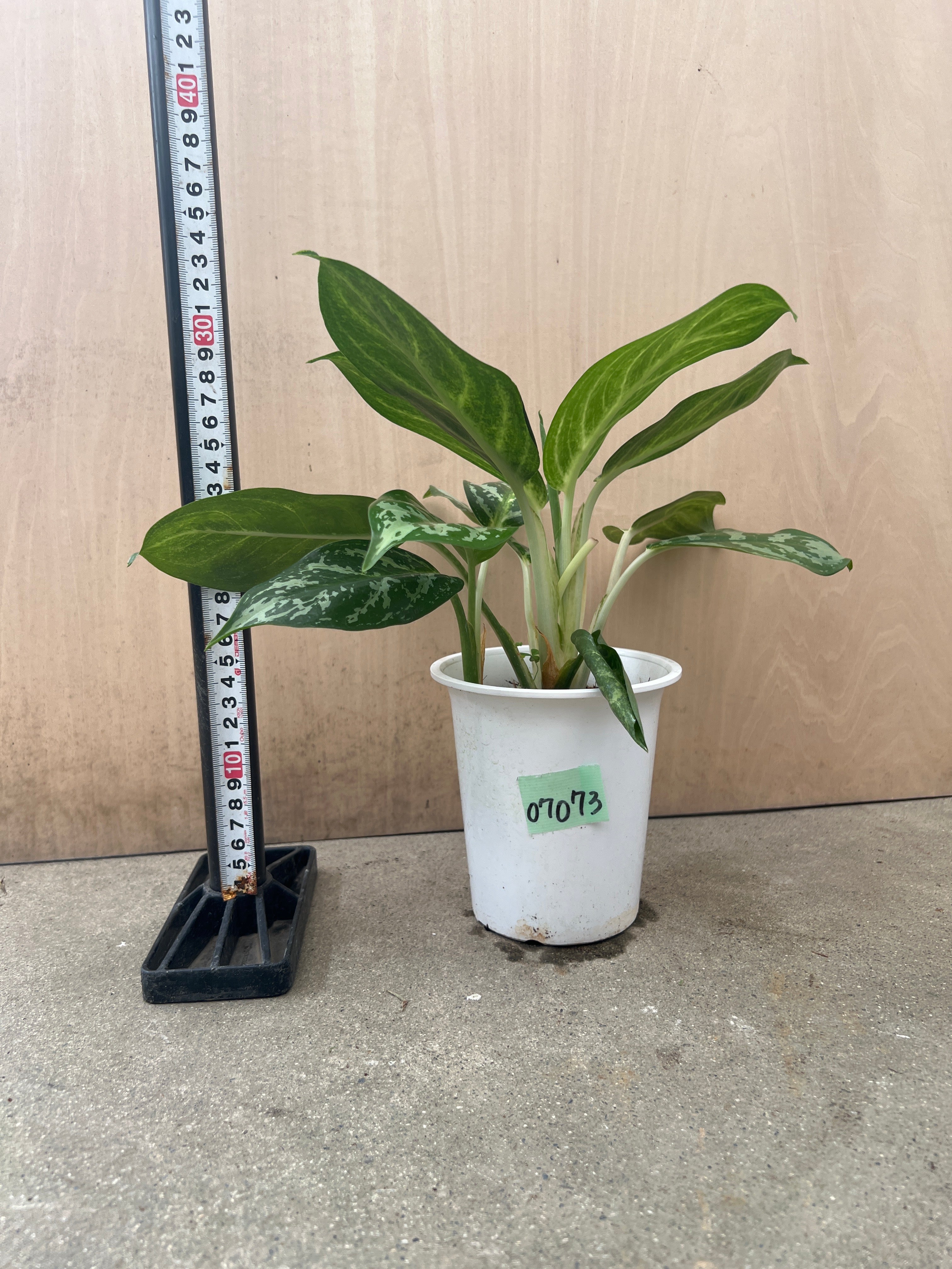 No.07073 アグラオネマ 4号鉢 – 植物家族