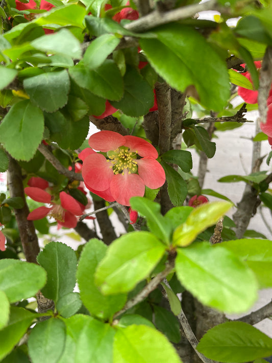 M19　ボケ　10号鉢