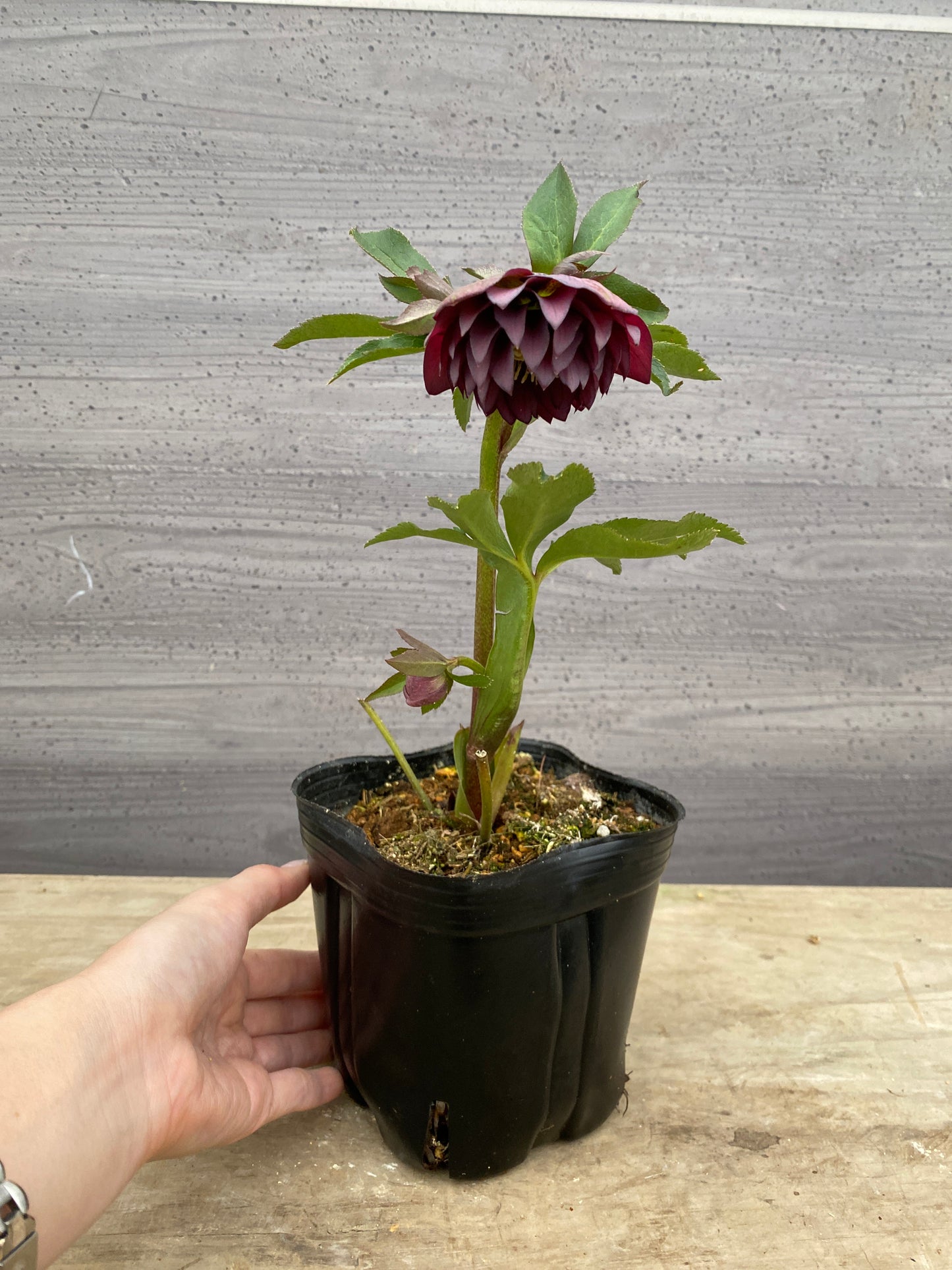 No.05108　横山園芸★クリスマスローズ　プリマドレス　5号苗ポット