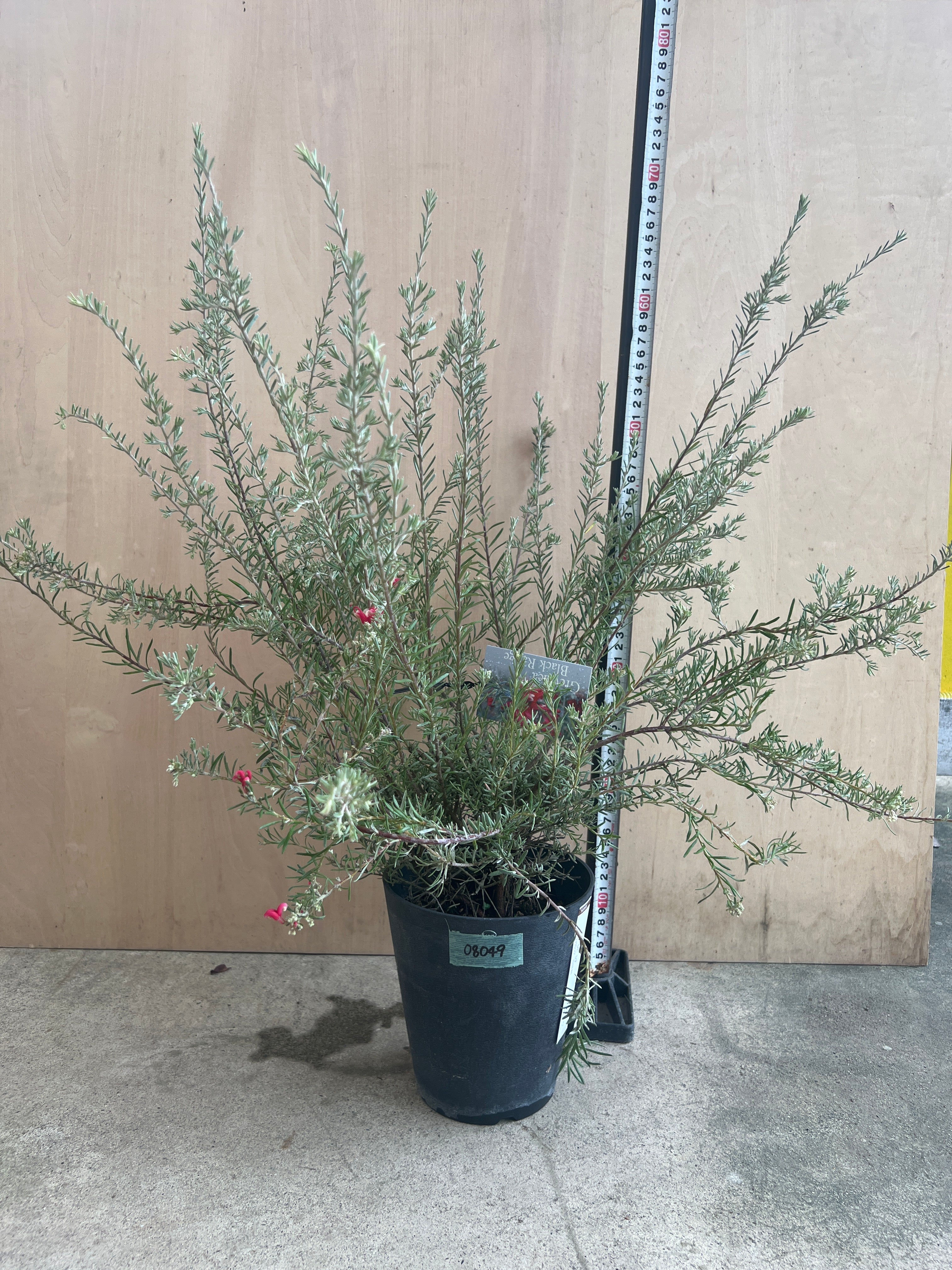 Pickup 全ての商品 – 植物家族