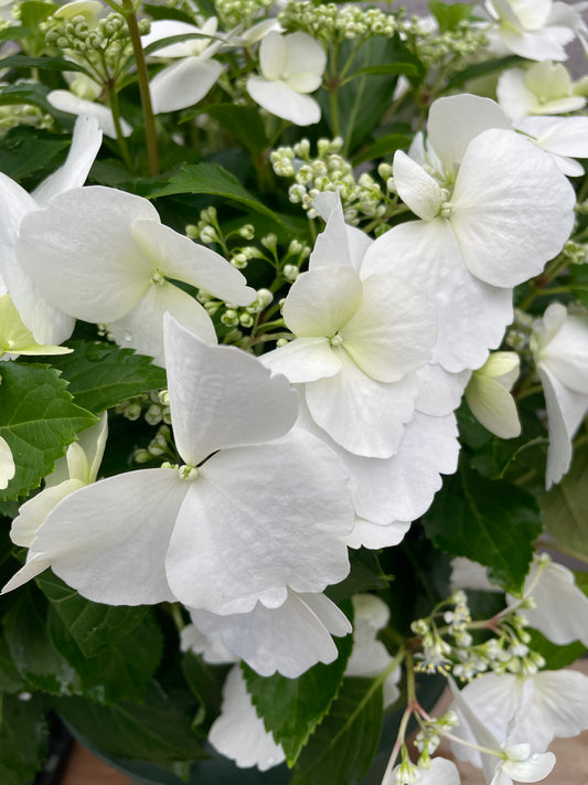 M10　ラグランジア　ブライダルシャワー　8号鉢