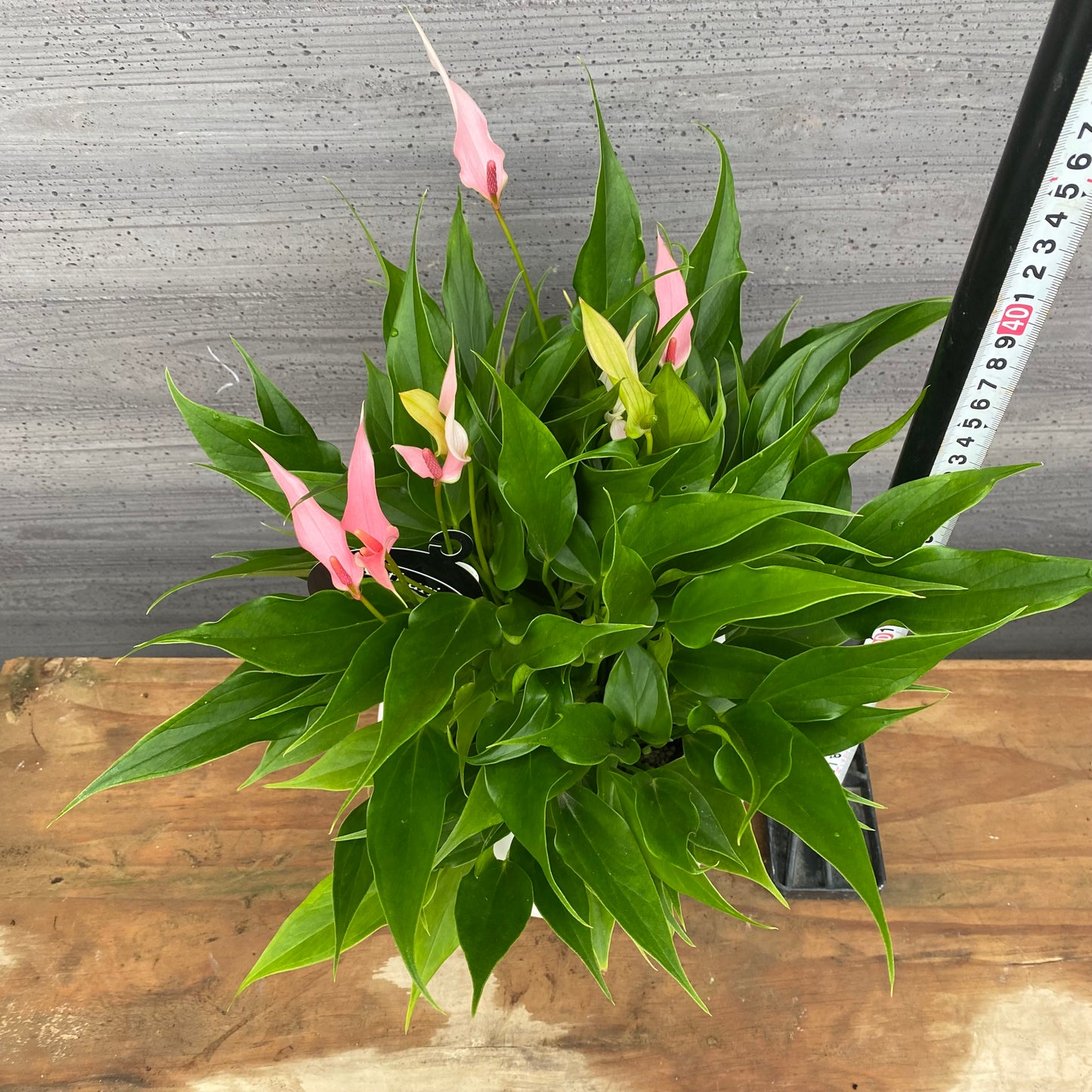 市場仕入れ即売会　No.25047　アンスリウム　リリー　7号底面給水鉢　白